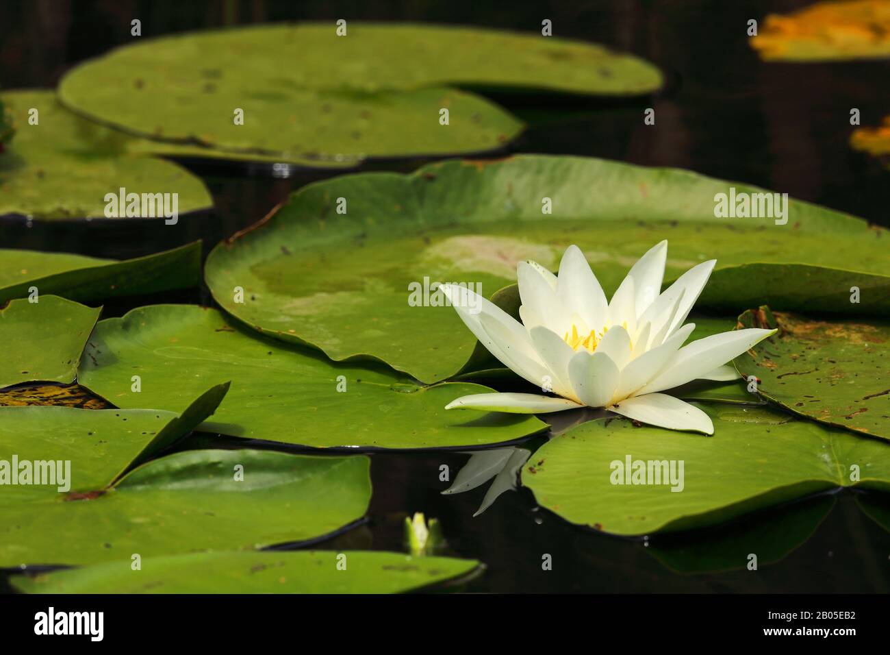 Nénuphars blanc, nénuphars blanc (Nymphea alba), floraison, Monténégro, Ulcinj Banque D'Images