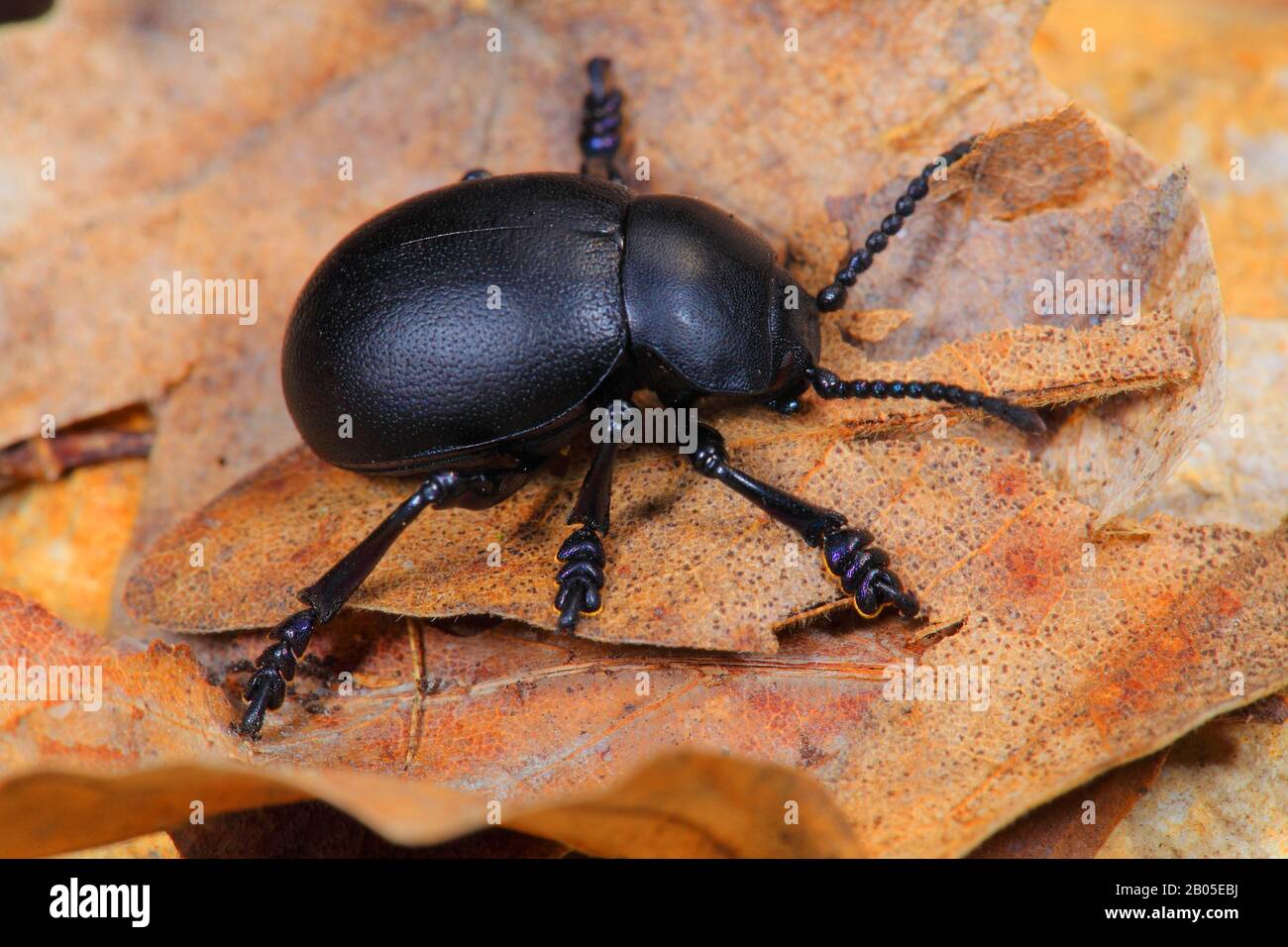 Timarcha goettingensis (Timarcha goettingensis), sur feuilles d'automne, Allemagne Banque D'Images