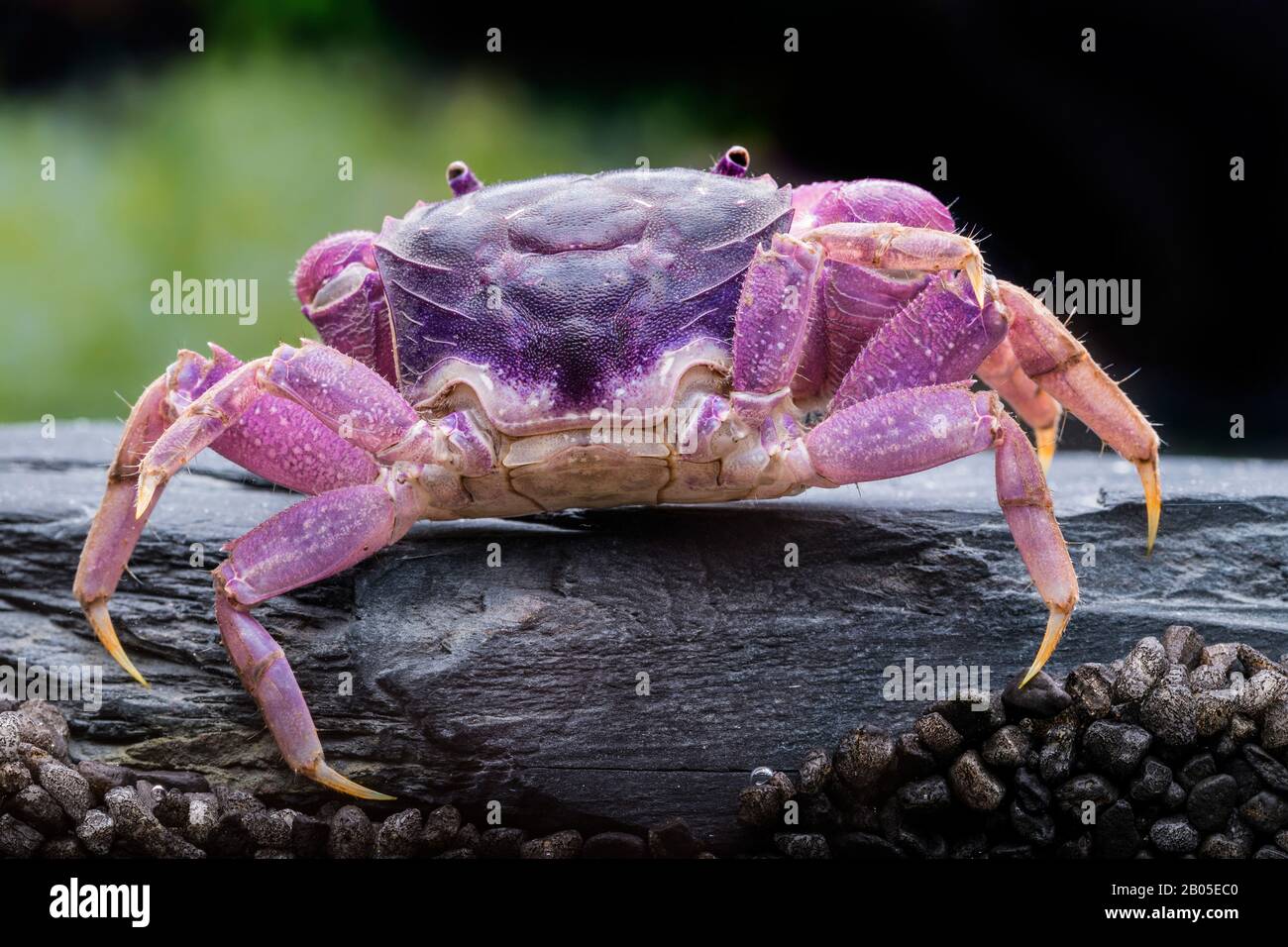 Lila Spider Crab (Neosarmatium Purple), Forme Purple Banque D'Images