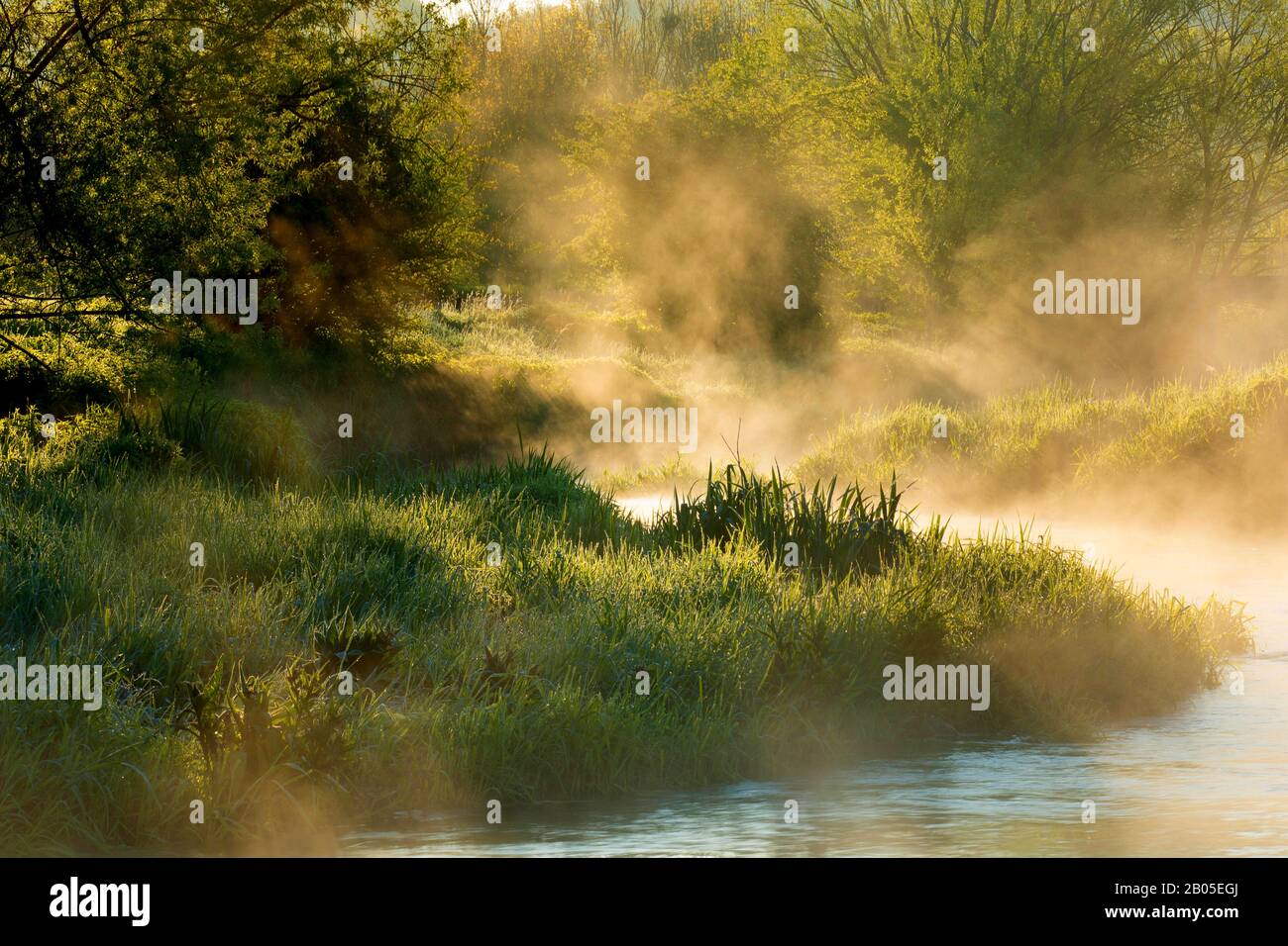 Rivière eau Blanche au lever du soleil, Belgique, Wallonie, Viroinvallei, Dourbes Banque D'Images