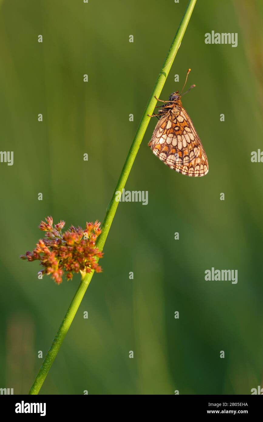 Heath fritillary (Melitaea athalia, Melicta athalia), à une ruée, Allemagne, Bavière Banque D'Images