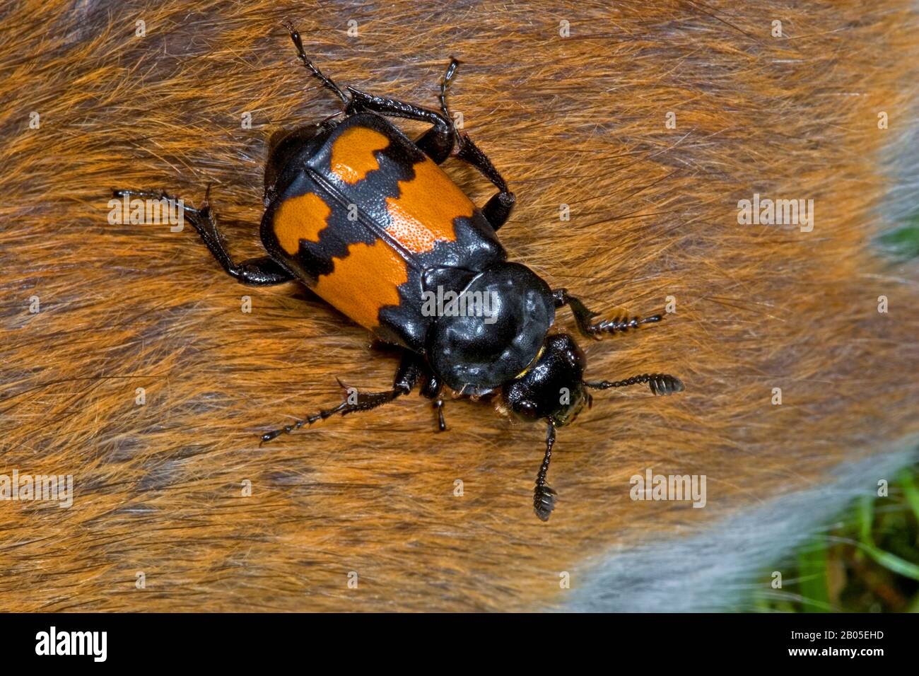 Bouring Beetle (Necrophorus vespilloides, Nicrophorus vespilloides), sur une souris morte, Allemagne Banque D'Images