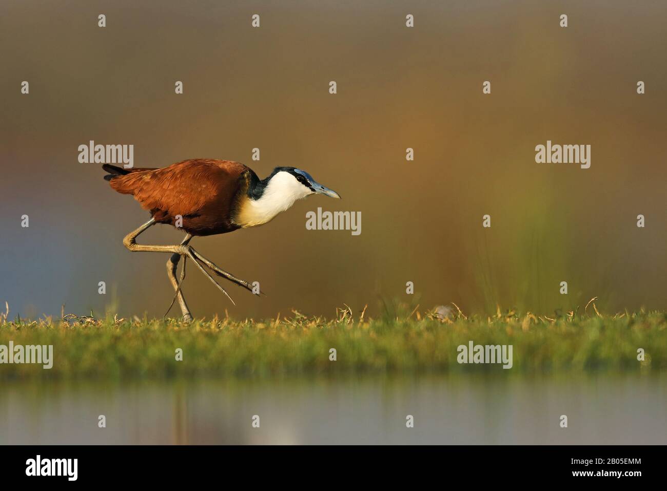 African jacana (Actophidornis africana), promenades sur le rivage, Afrique du Sud, Kwazulu-Natal, Mkhuze Game Reserve Banque D'Images