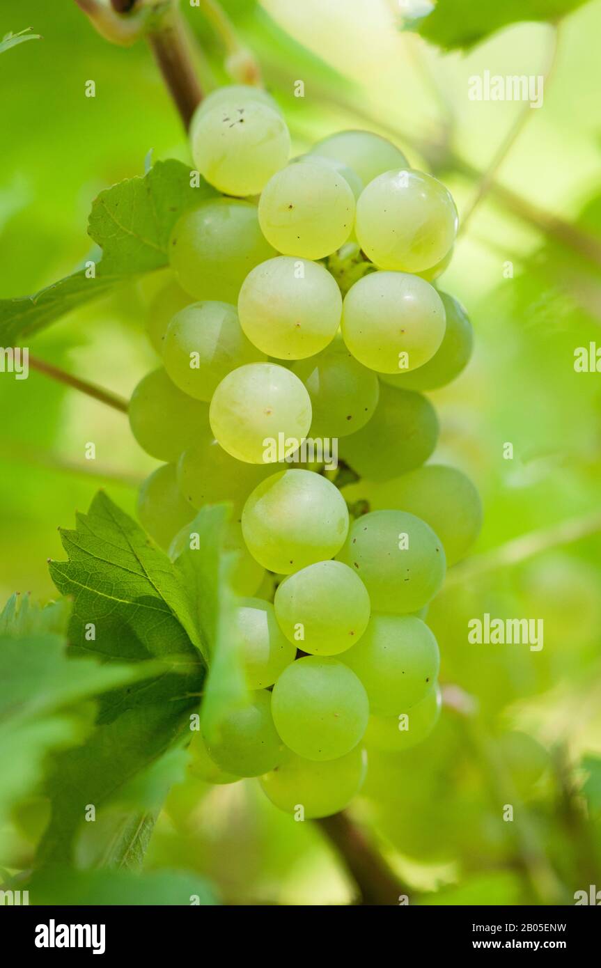 Vigne, vigne (Vitis vinifera), raisins, Allemagne, BG Ffm Banque D'Images