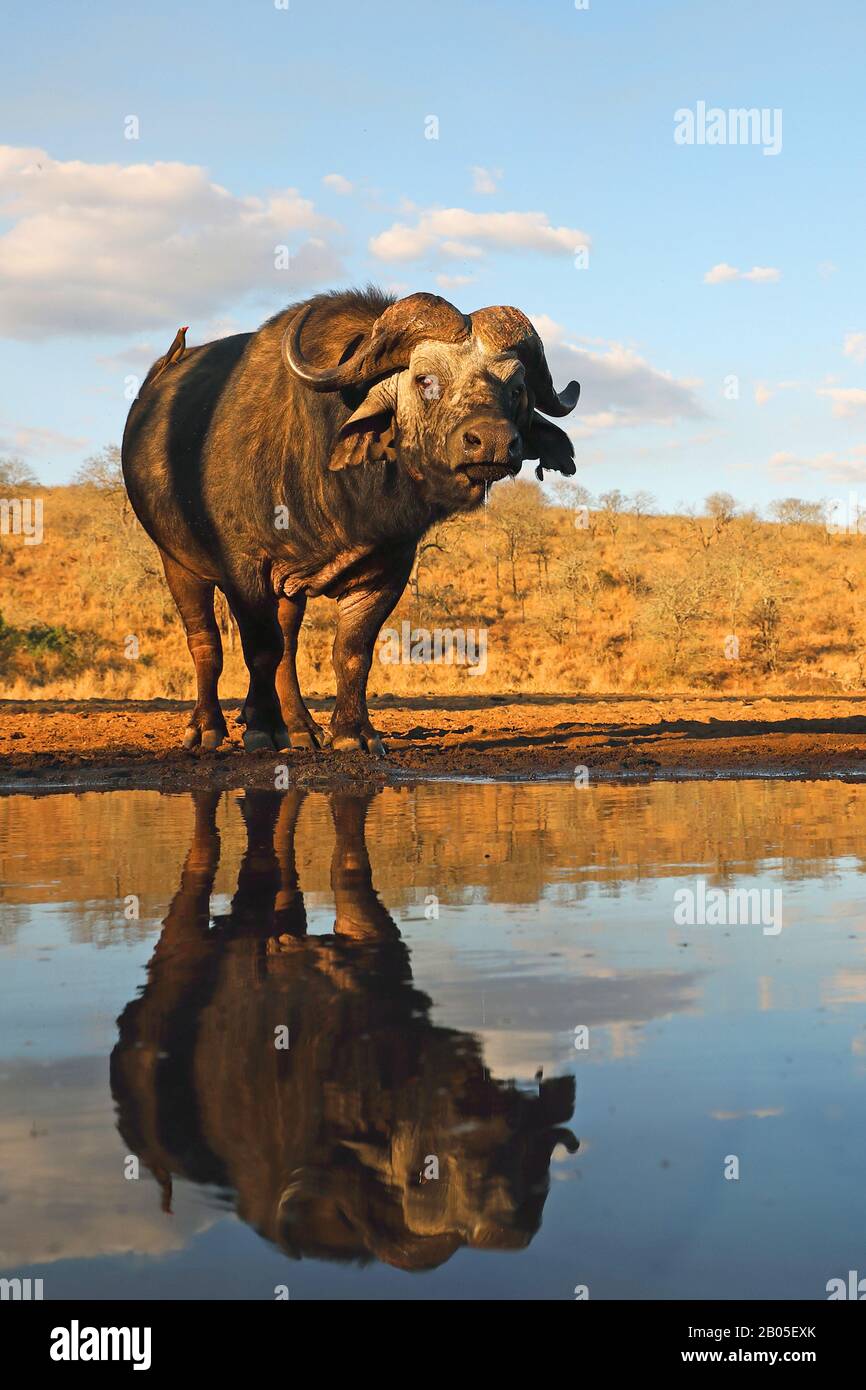 Buffle africain (Syncerus caffer), au trou d'eau avec image miroir, Afrique du Sud, Kwazulu-Natal, réserve de jeux de Zimanga Banque D'Images