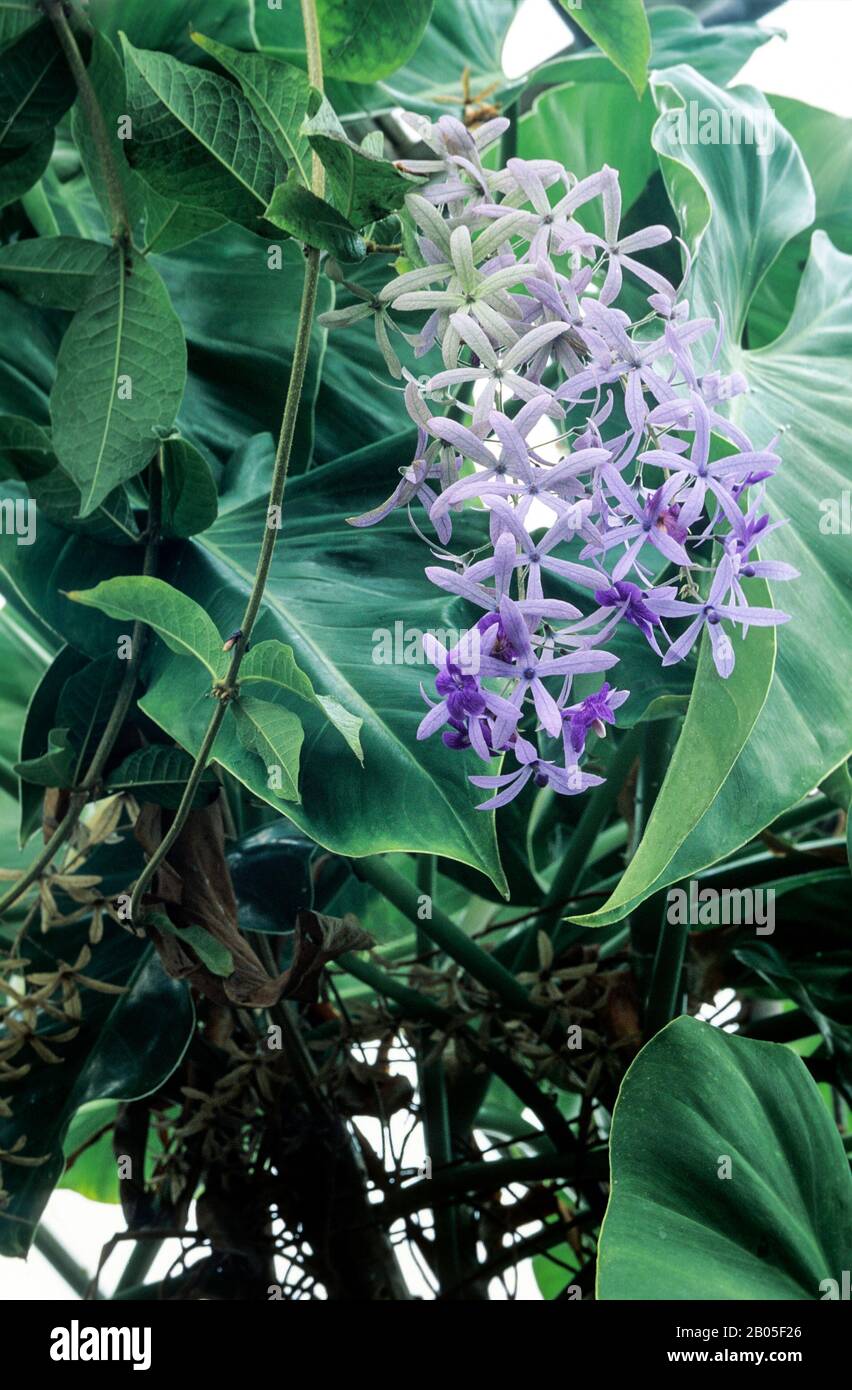 Pestrea volubilis une vivace d'escalade semi-vergren qui a des panicules de fleurs violettes en fin d'hiver et d'été et est tendre le gel. Banque D'Images