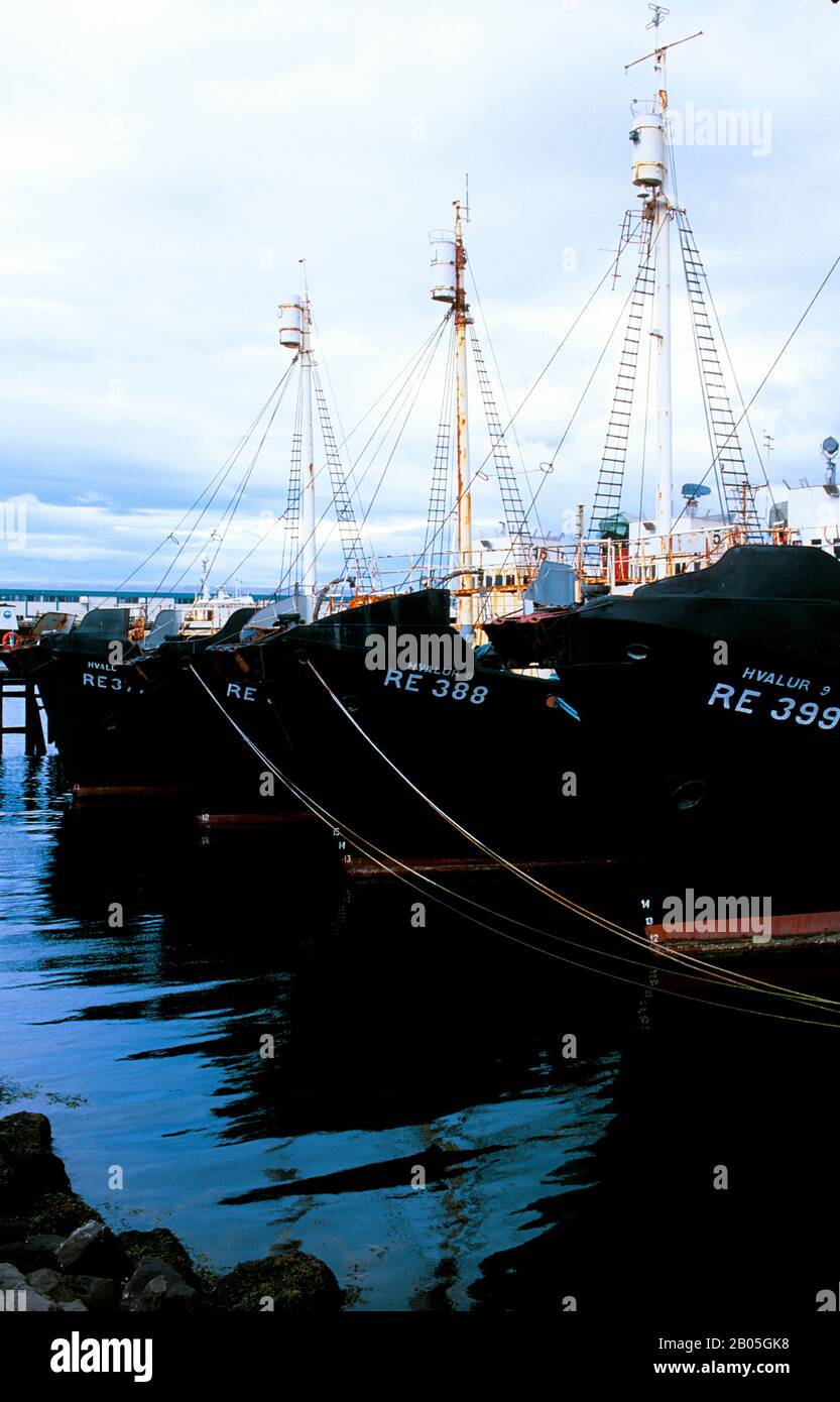 ISLANDE, REYKJAVIK, PORT, BATEAUX DE CHASSE À LA BALEINE Banque D'Images