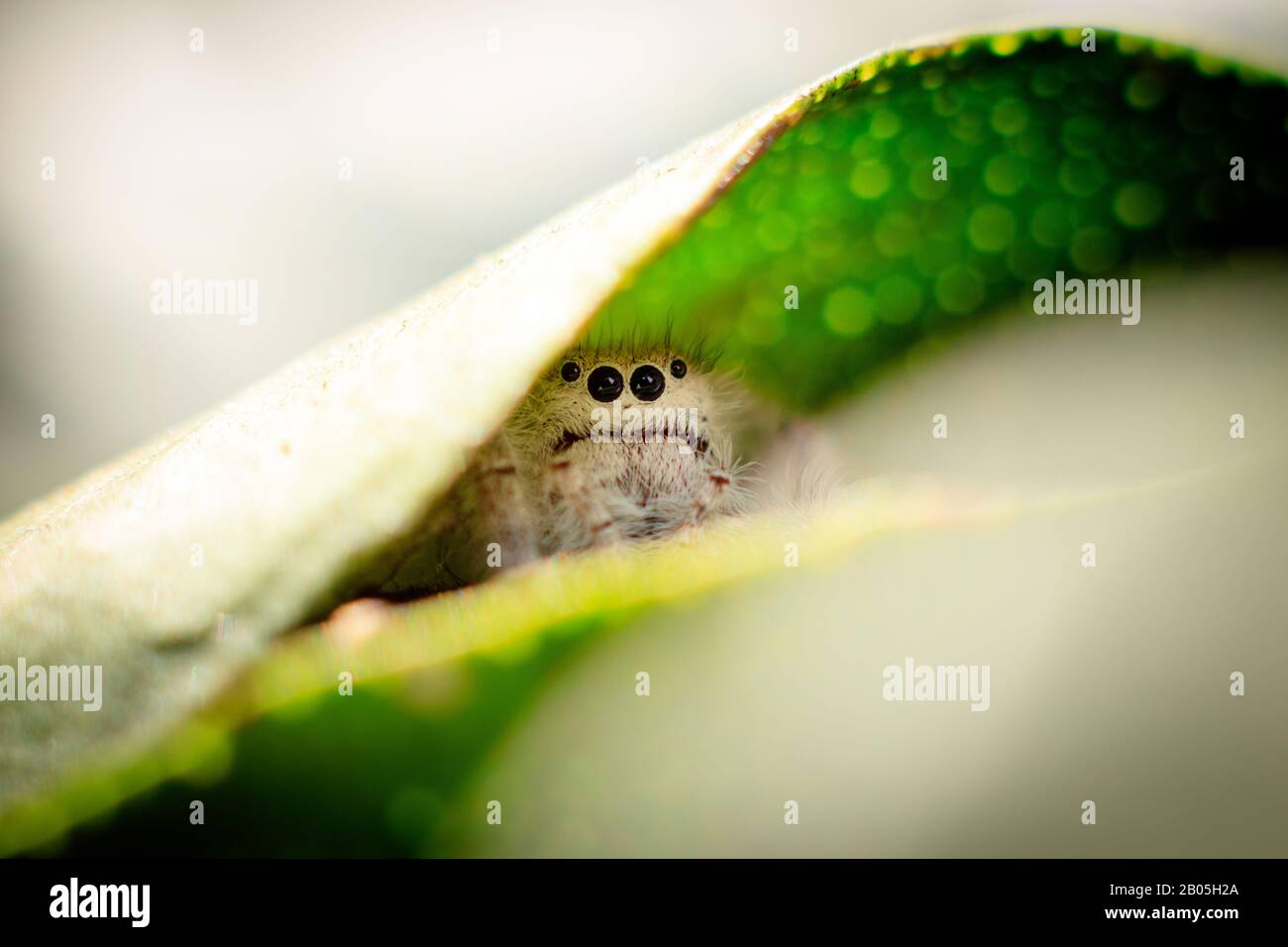 araignée sautant sur un portrait macro feuille verte Banque D'Images