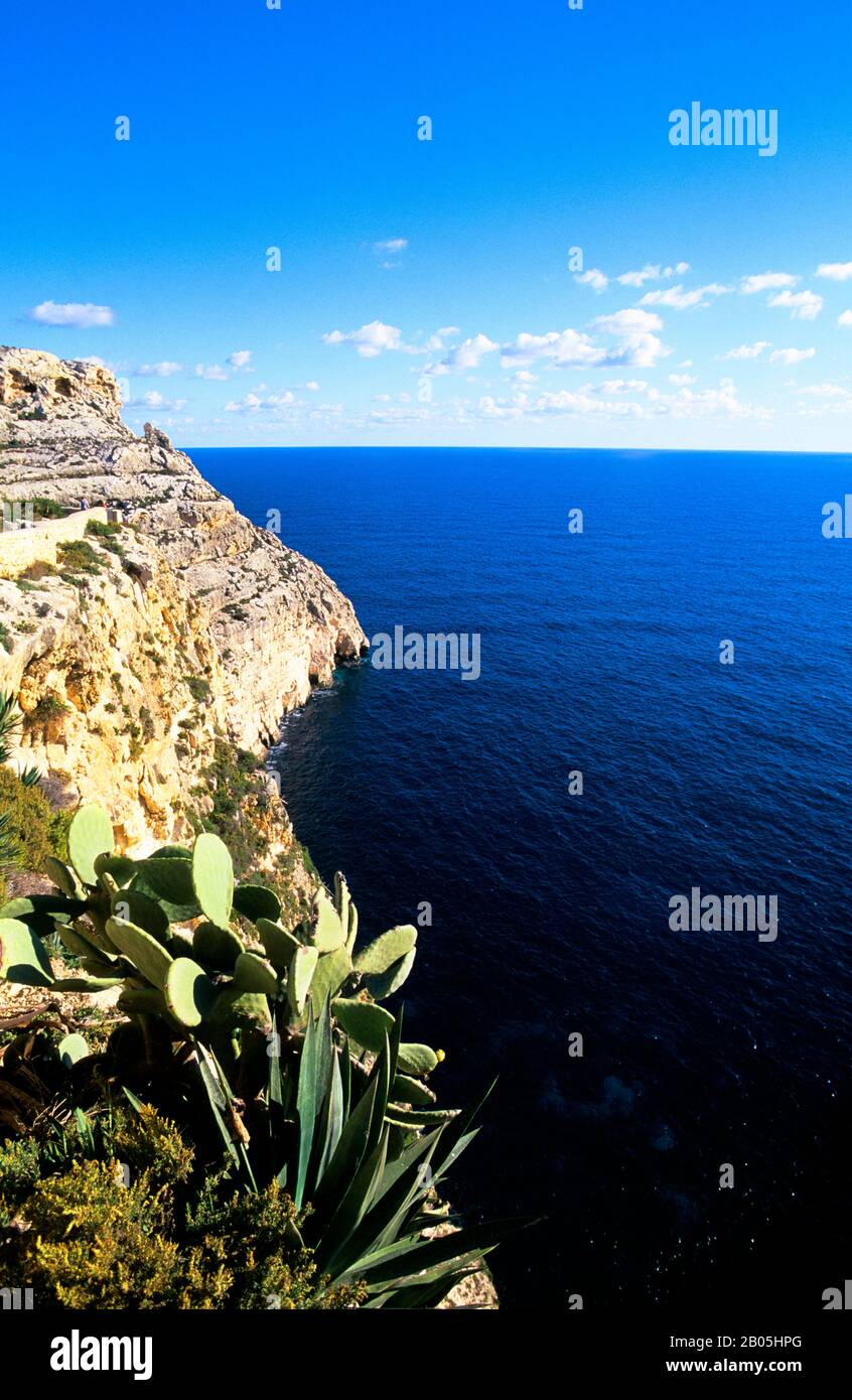 MALTE, LITTORAL, PIERRE CALCAIRE, CACTUS Banque D'Images