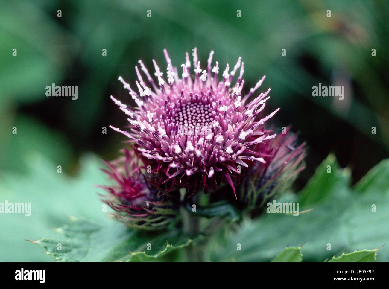 ÉTATS-UNIS, ALASKA, ÎLES ALÉOUTIENNES, THISTLE D'ALÉOUTIEN Banque D'Images