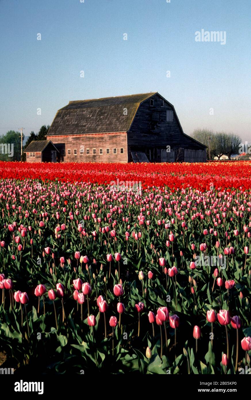 ÉTATS-UNIS, WASHINGTON, SKAGIT VALLEY, CHAMPS DE TULIPES AVEC ANCIENNE GRANGE Banque D'Images