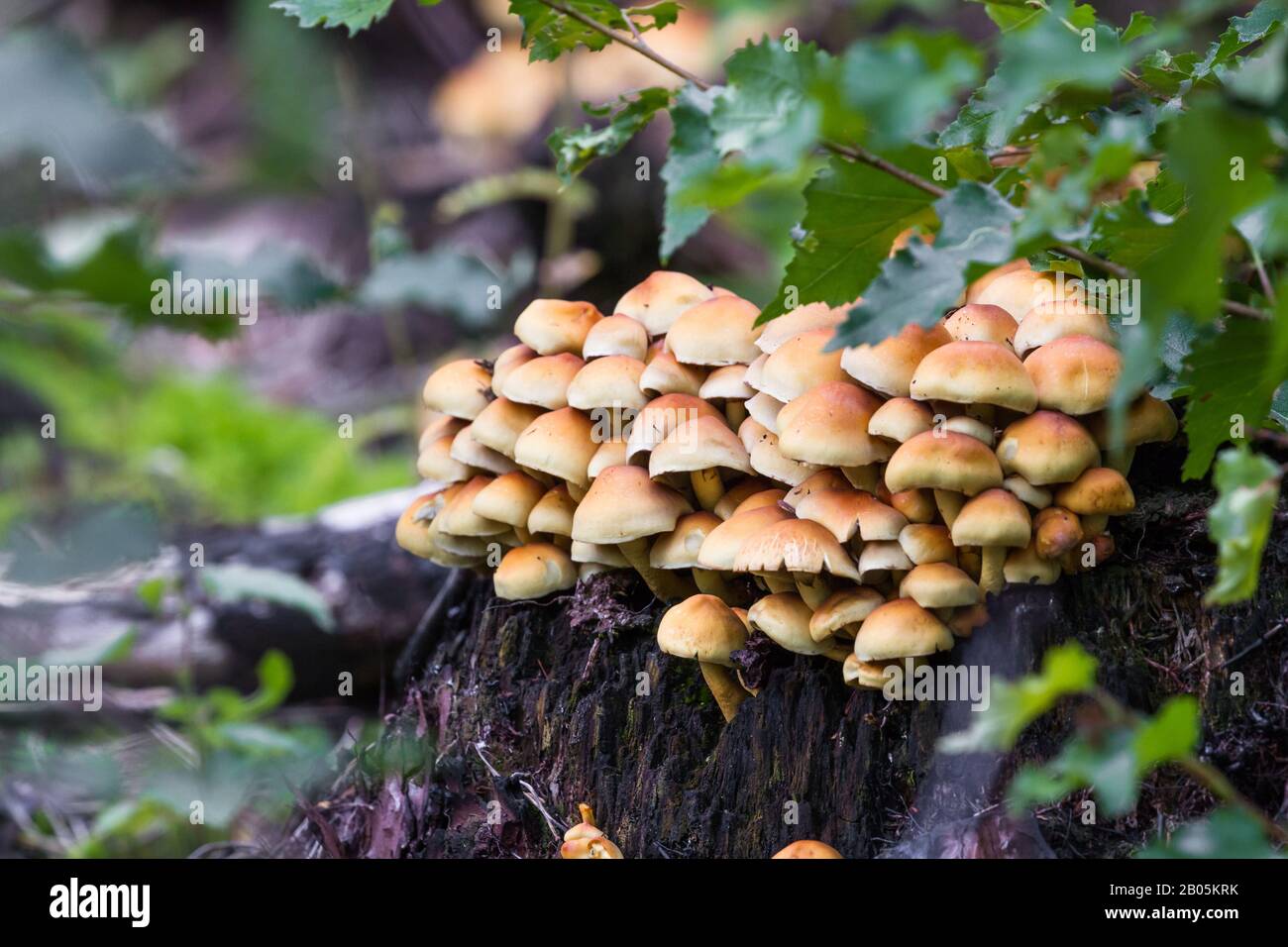 Gros plan sur un groupe de champignons dorés brillants qui poussent d'une bosse d'arbres en Écosse Banque D'Images