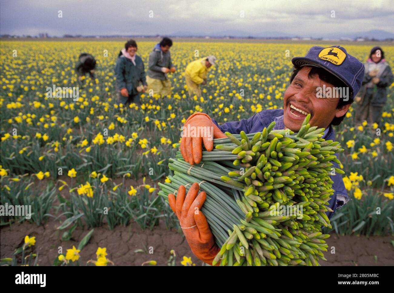 ÉTATS-UNIS, WASHINGTON, SKAGIT VALLEY, CHAMP DE DAFFODIL, TRAVAILLEURS RÉCOLTANT DES FLEURS Banque D'Images