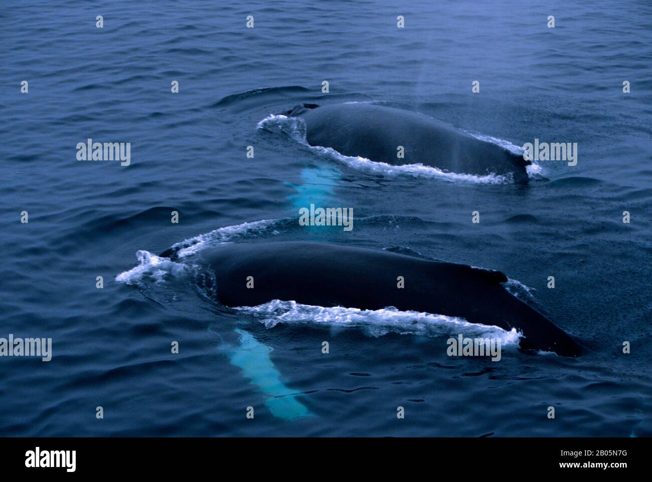CANADA, TERRE-NEUVE, CÔTE NO LABRADOR, BALEINES À BOSSE Banque D'Images CANADA, TERRE-NEUVE, CÔTE NO LABRADOR, BALEINES À BOSSE Banque D'Images