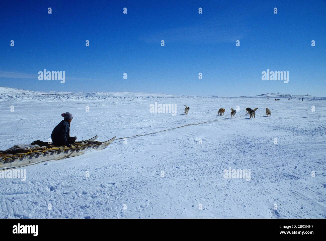 CANADA, NUNAVUT, ÎLE DE BAFFIN, IQALUIT, COURSES D'ÉQUIPES DE CHIENS, DÉBUT DE COURSE Banque D'Images