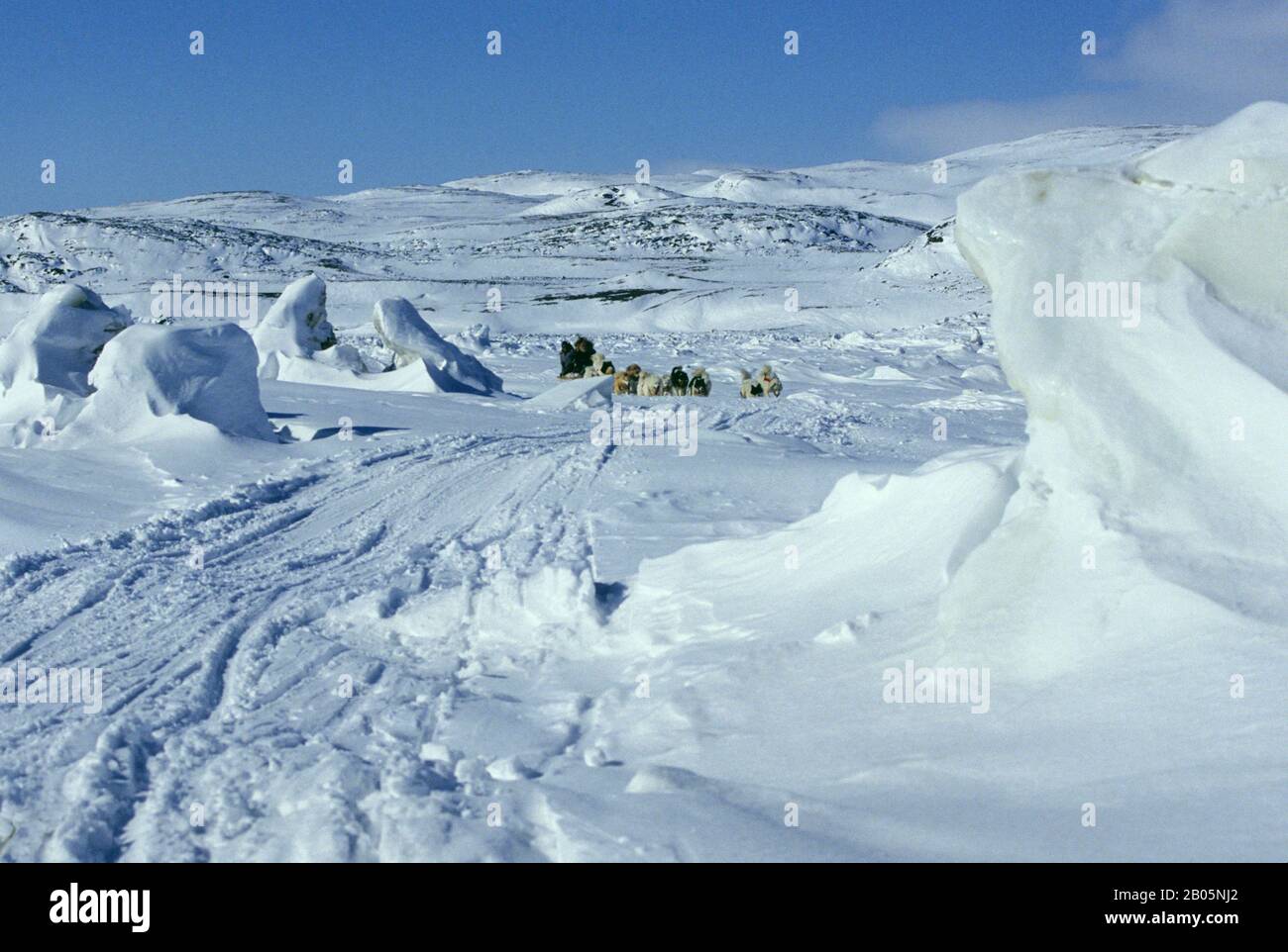 CANADA, NUNAVUT, ÎLE DE BAFFIN, PRÈS D'IQALUIT, ÉQUIPE DE CHIENS TIRANT KOMOTIK (TRAÎNEAU) Banque D'Images