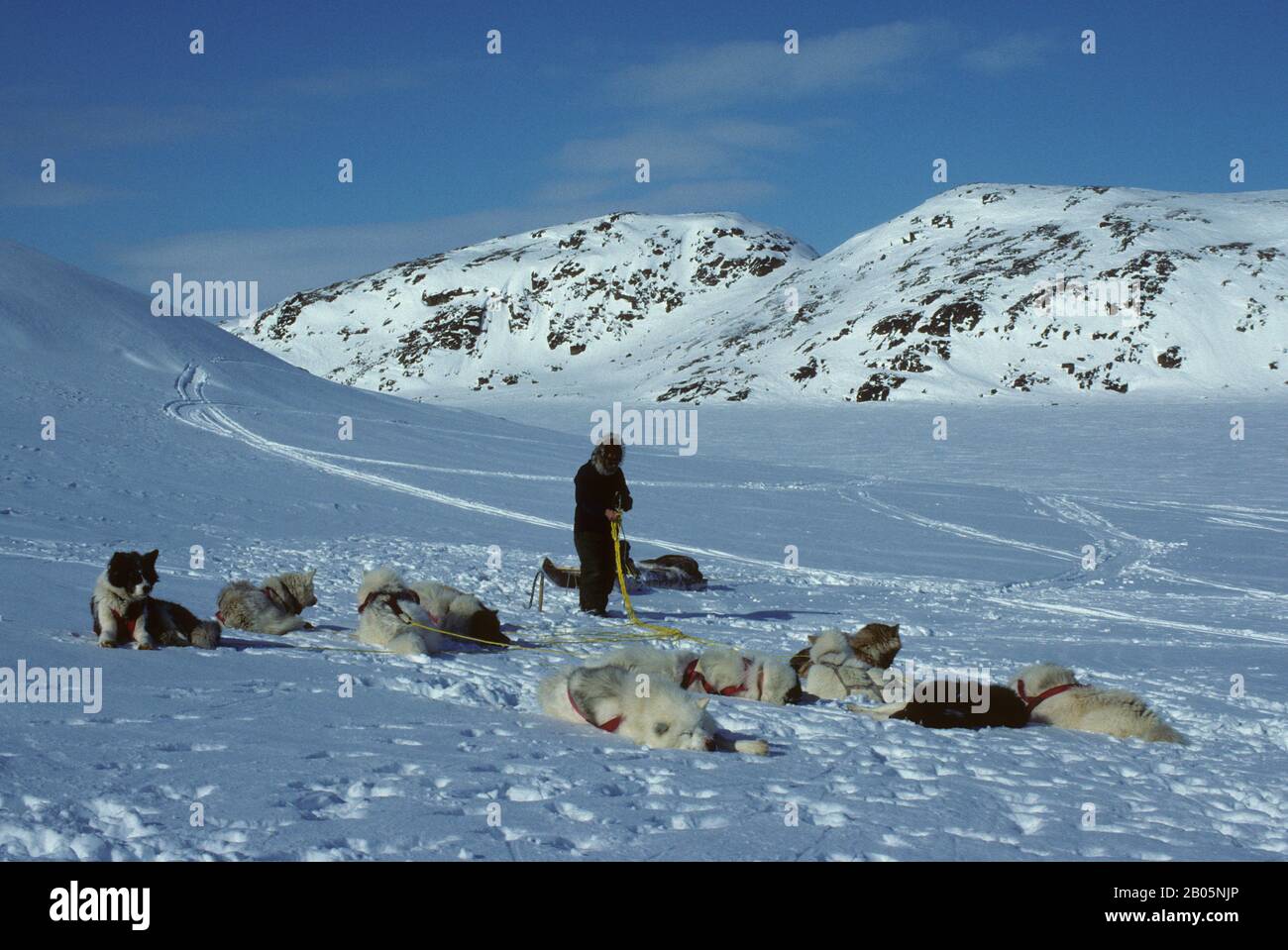 CANADA, NUNAVUT, ÎLE DE BAFFIN, PRÈS D'IQALUIT, DÉMÊLANT LES LIGNES DE L'ÉQUIPE DE CHIENS Banque D'Images