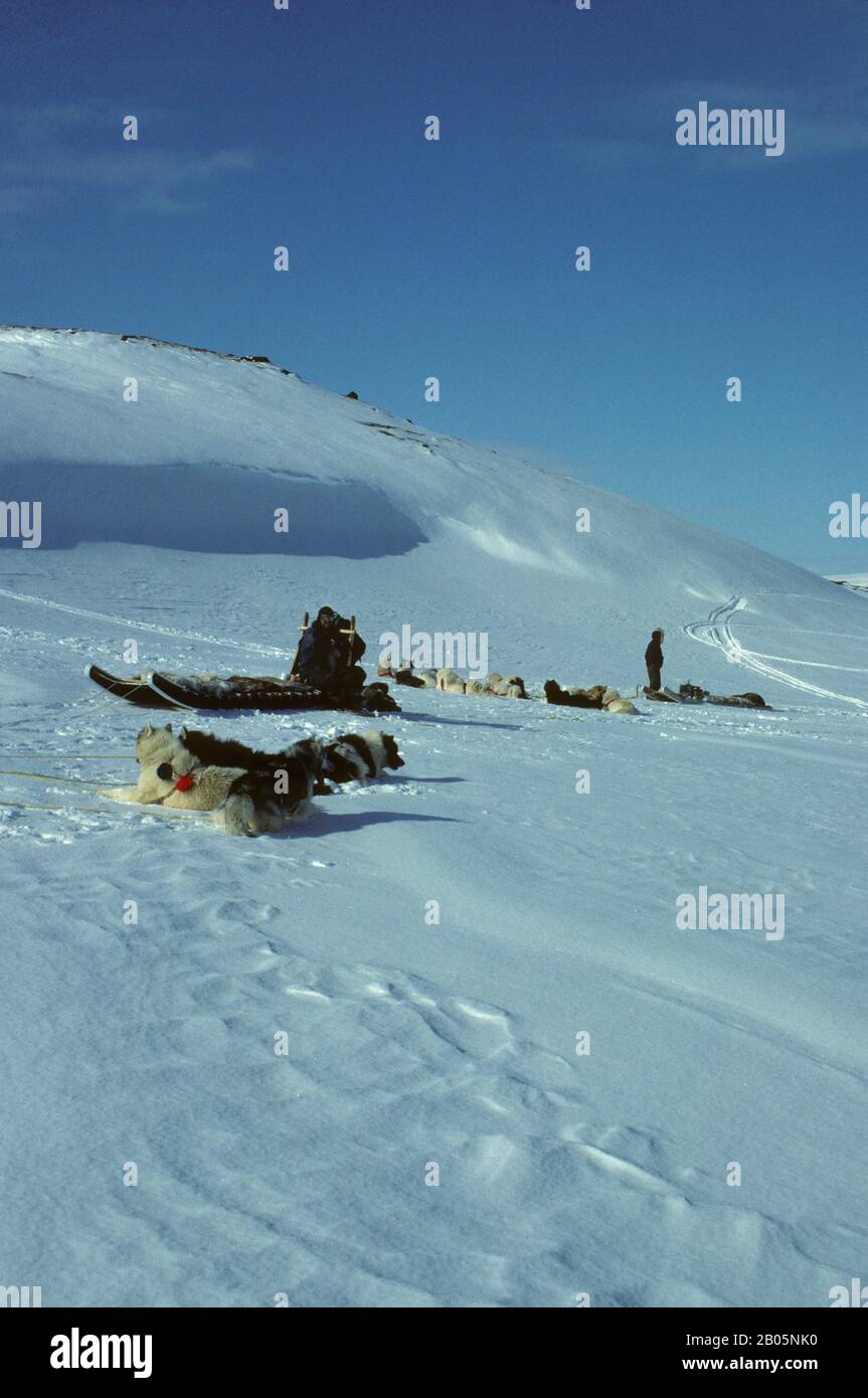 CANADA, NUNAVUT, ÎLE DE BAFFIN, PRÈS D'IQALUIT, L'ÉQUIPE DE CHIENS PREND LA PAUSE Banque D'Images