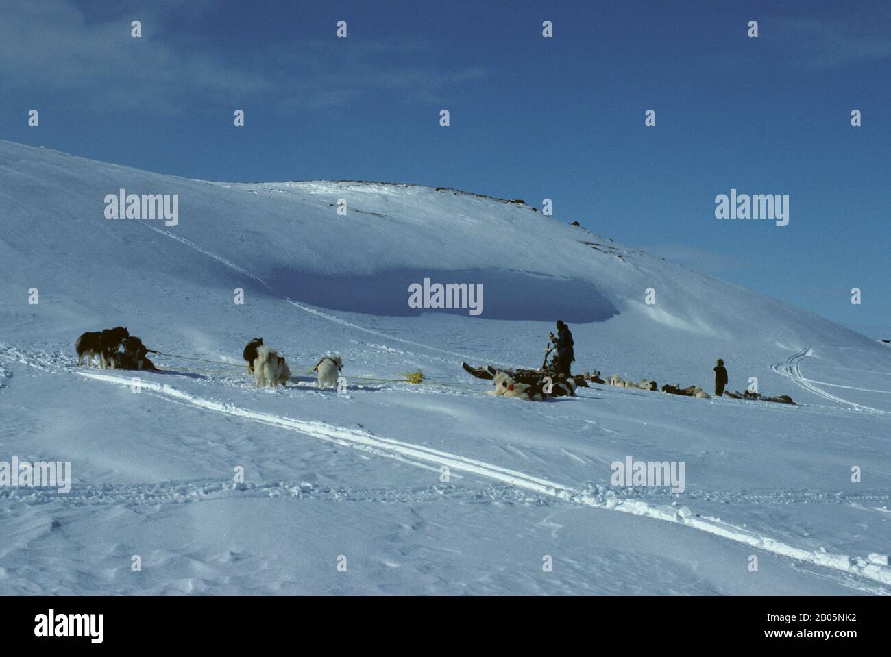 CANADA, NUNAVUT, ÎLE DE BAFFIN, PRÈS D'IQALUIT, L'ÉQUIPE DE CHIENS PREND LA PAUSE Banque D'Images