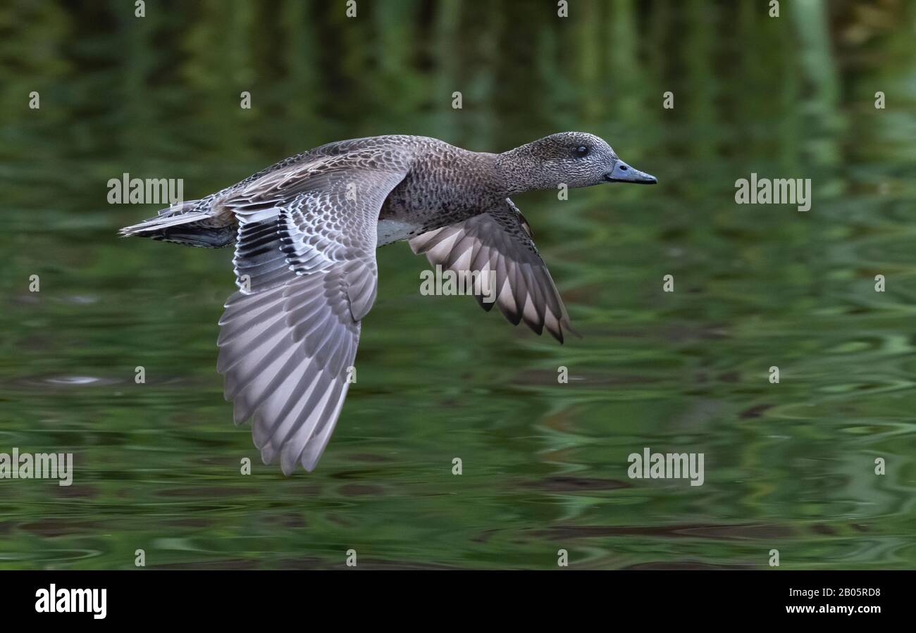 Femme Widgeon en vol Banque D'Images