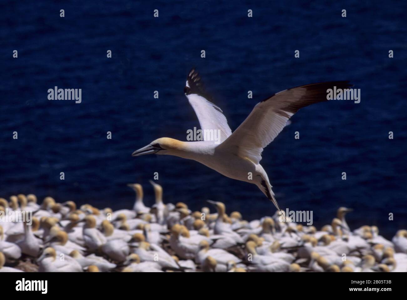 CANADA, QUÉBEC, GASPÉSIE, ÎLE BONAVENTURE, GANNET, GANNET SURVOLANT LA COLONIE Banque D'Images