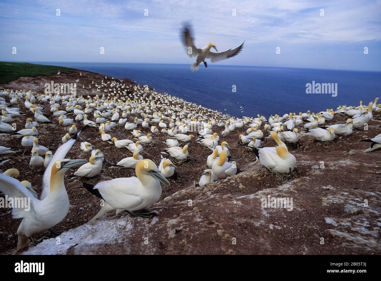 CANADA, QUÉBEC, GASPÉSIE, ÎLE BONAVENTURE, COLONIE DE GANNET, INCUBATION DE GANNETS Banque D'Images