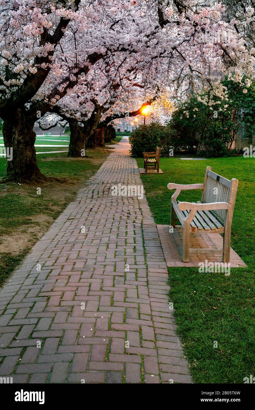 WA17182-00...WASHINGTON - les cerisiers en fleurs près de Smith Hall à l'Université de Washington à Seattle. Banque D'Images