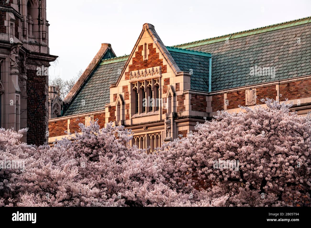 WA17184-00...WASHINGTON - les cerisiers en fleurs dans le Quad à l'Université de Washington à Seattle. Banque D'Images