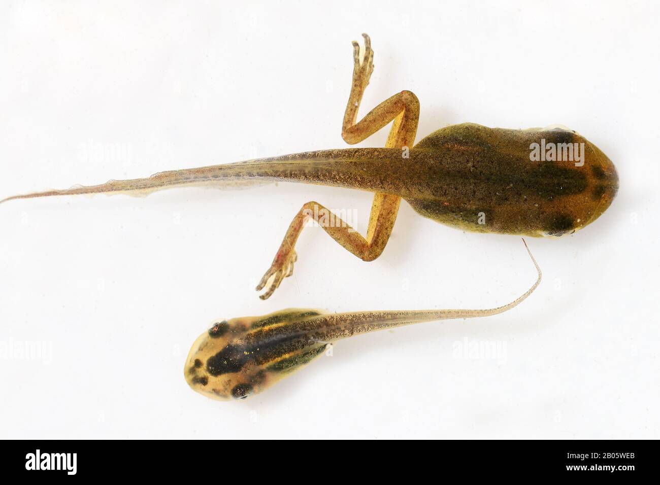 Le padopole de l'arbre de Peron pousse les jambes du dos Banque D'Images