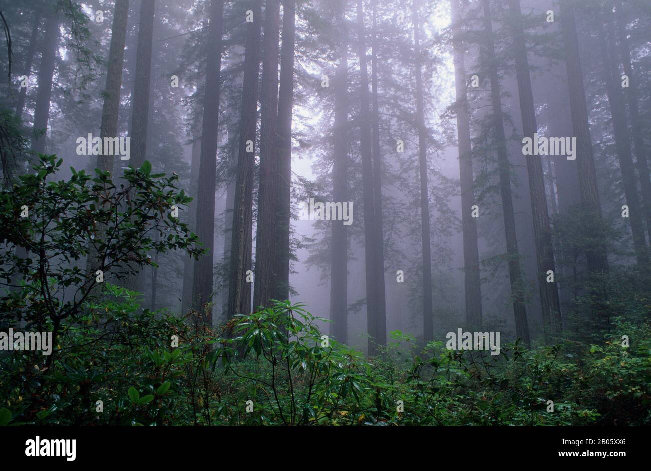 ÉTATS-UNIS, CALIFORNIE DU NORD, PARC NATIONAL DE REDWOOD, LADY BIRD JOHNSON GROVE, ARBRES DE SÉQUOIA Banque D'Images