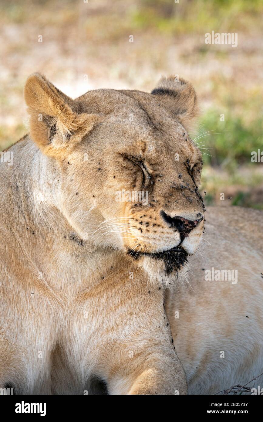 Lioness être ennuyé par tant de mouches dans ses yeux Banque D'Images