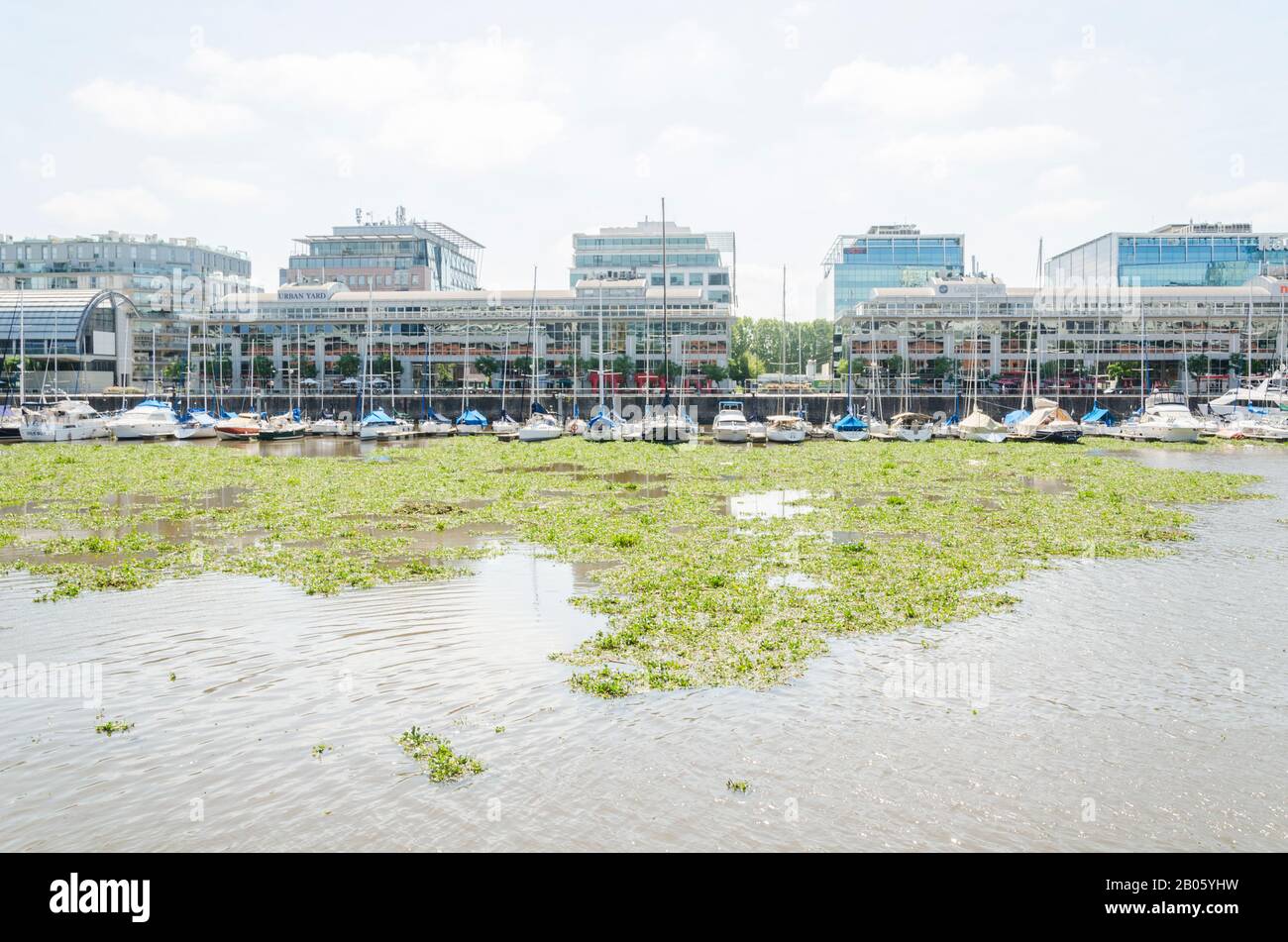 Vue inhabituelle de Puerto Madero: Surface de l'eau couverte par la jacinthe d'eau commune, Eichhornia crassipes, à Buenos Aires, Argentine, pendant l'été 2016 Banque D'Images