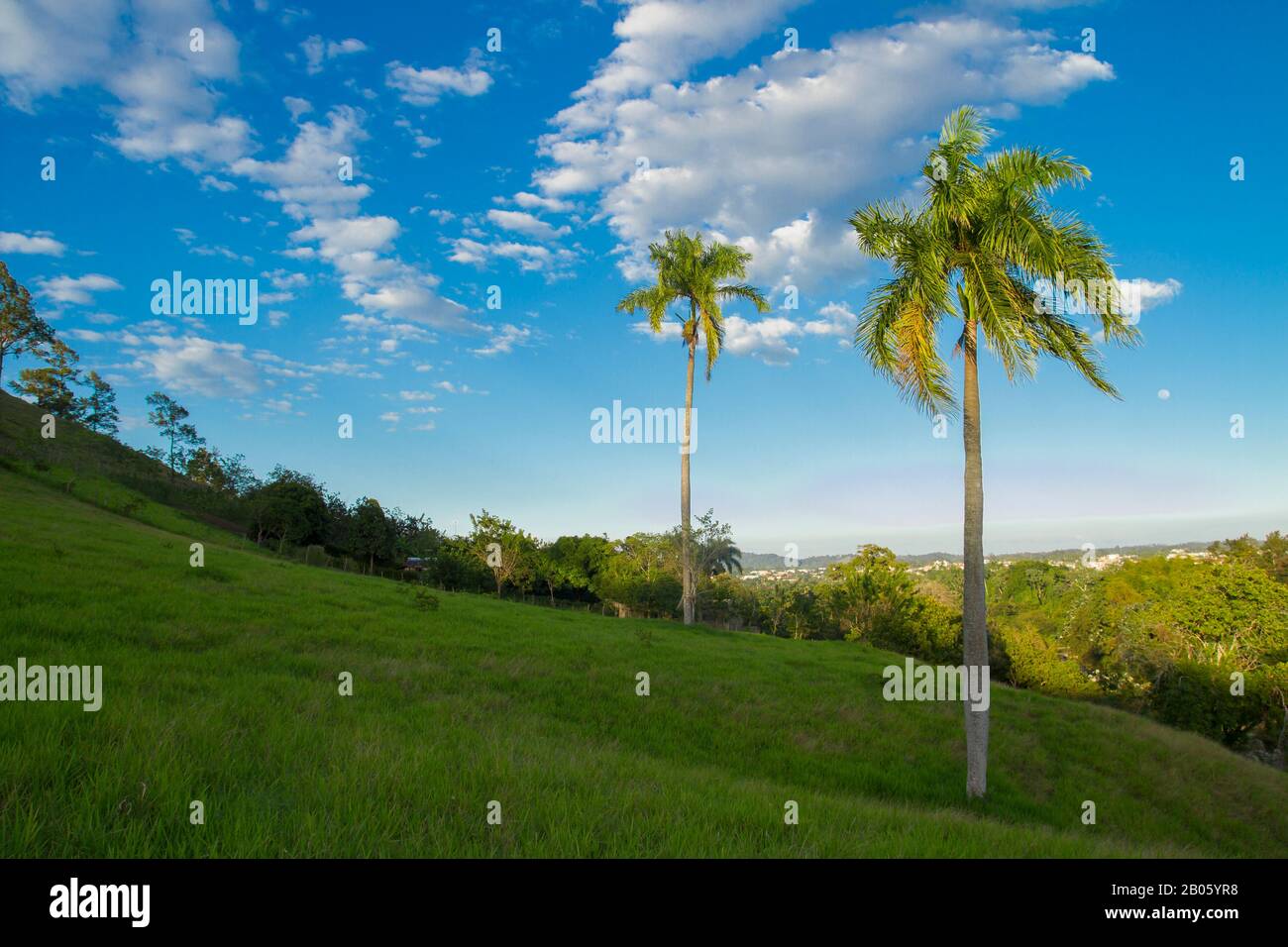 de grands palmiers royaux (roystonea regia) dans des collines herbacées vert clair et un ciel bleu vif avec des nuages de haut niveau dispersés Banque D'Images