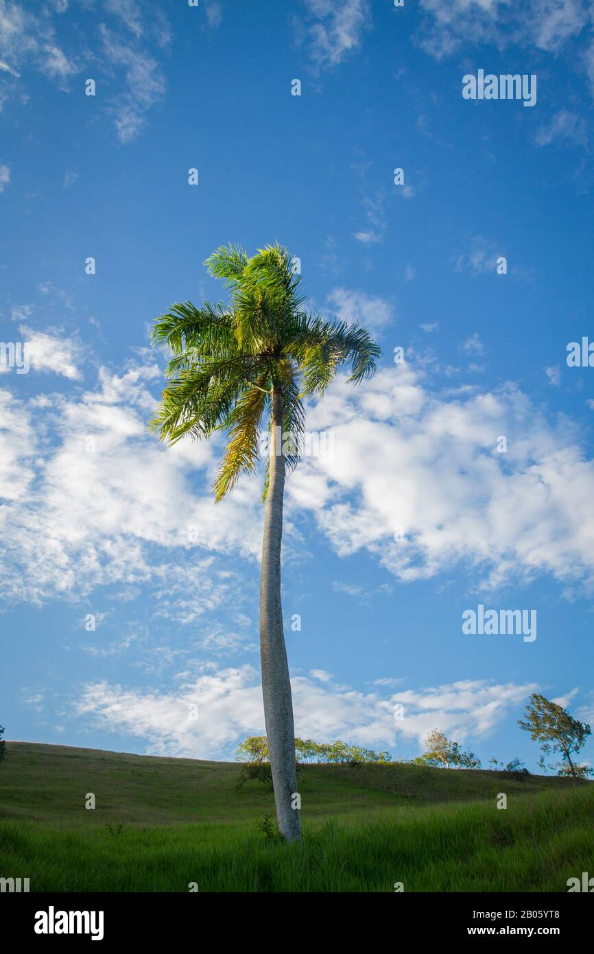 de grands palmiers royaux (roystonea regia) dans des collines herbacées vert clair et un ciel bleu vif avec des nuages de haut niveau dispersés Banque D'Images