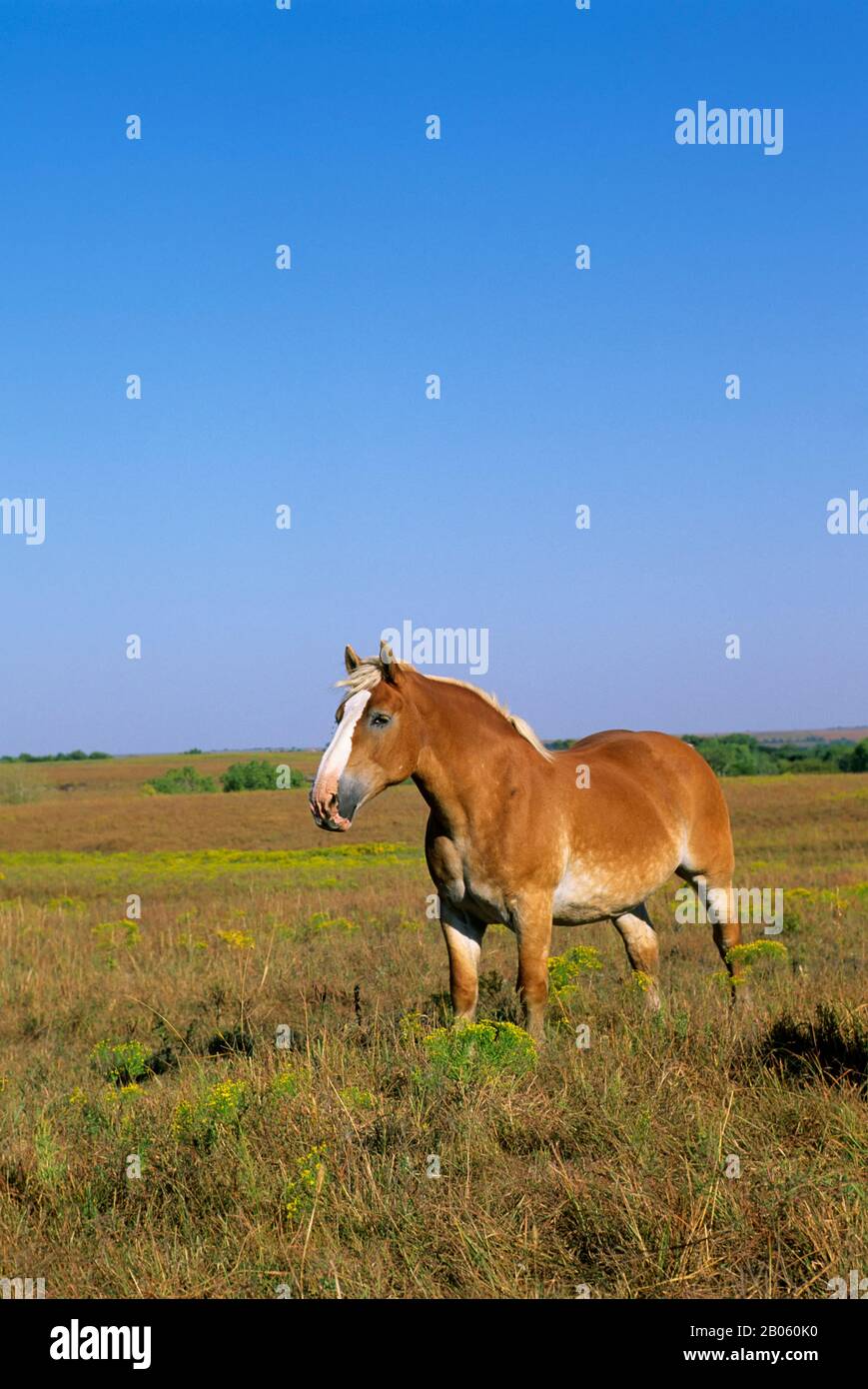 ETATS-UNIS, KANSAS, PRÈS DE LA VILLE FORTE, CLOCK CLIFF RANCH, CHEVAL BELGE Banque D'Images