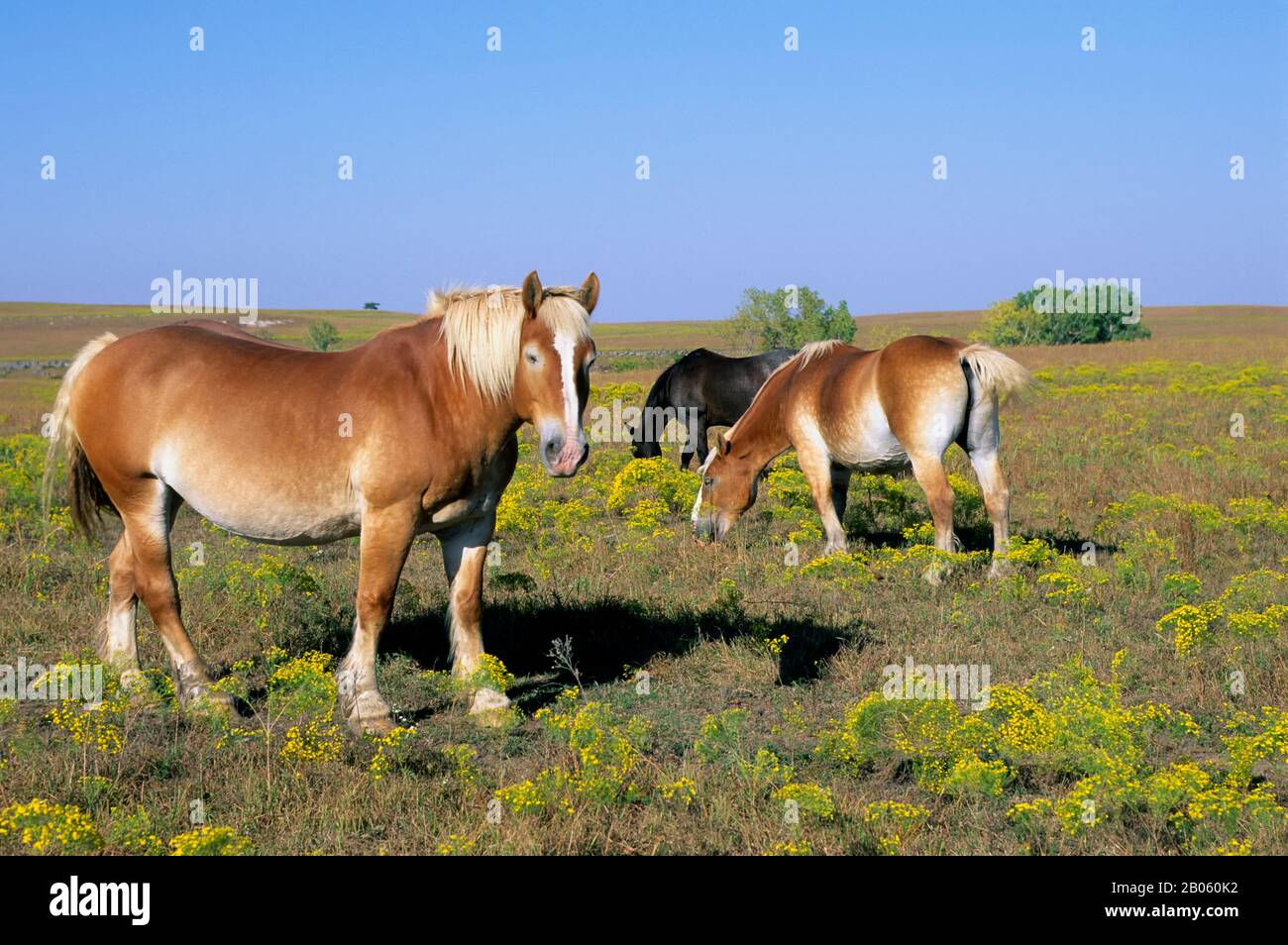 ETATS-UNIS, KANSAS, PRÈS DE LA VILLE FORTE, TRÈFLE CLIFF RANCH, CHEVAUX BELGES Banque D'Images