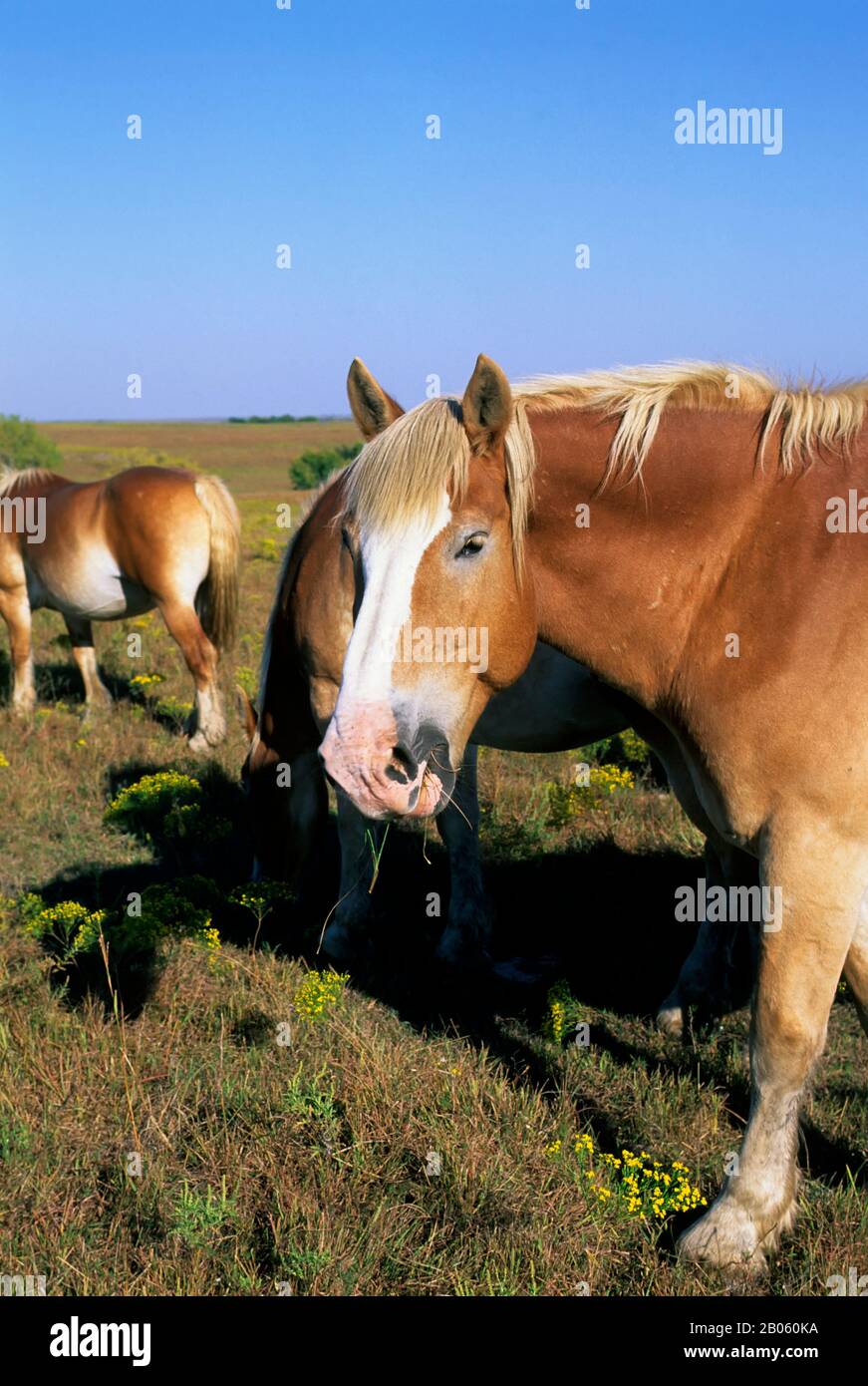 ETATS-UNIS, KANSAS, PRÈS DE LA VILLE FORTE, TRÈFLE CLIFF RANCH, CHEVAUX BELGES Banque D'Images