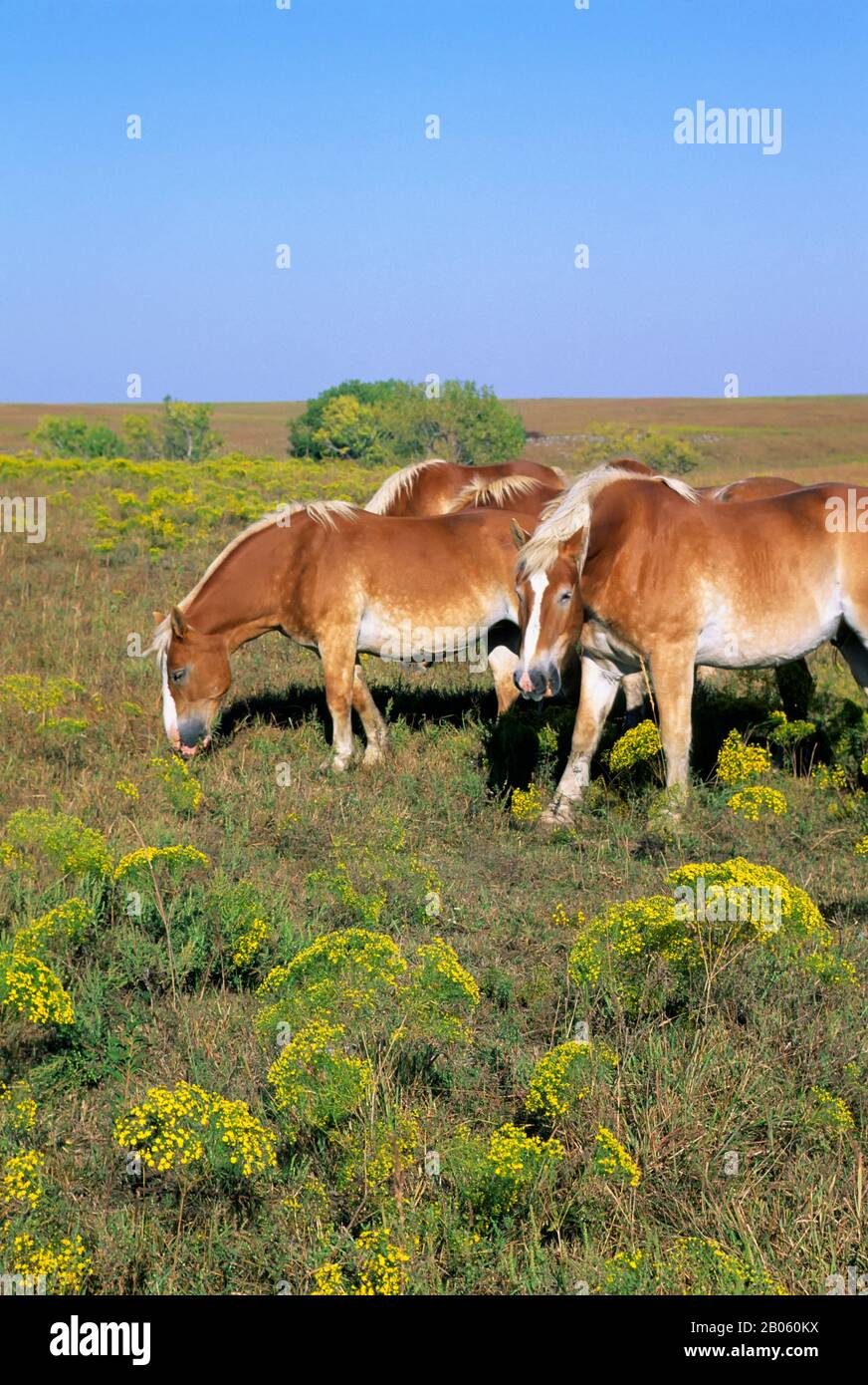ETATS-UNIS, KANSAS, PRÈS DE LA VILLE FORTE, TRÈFLE CLIFF RANCH, CHEVAUX BELGES Banque D'Images