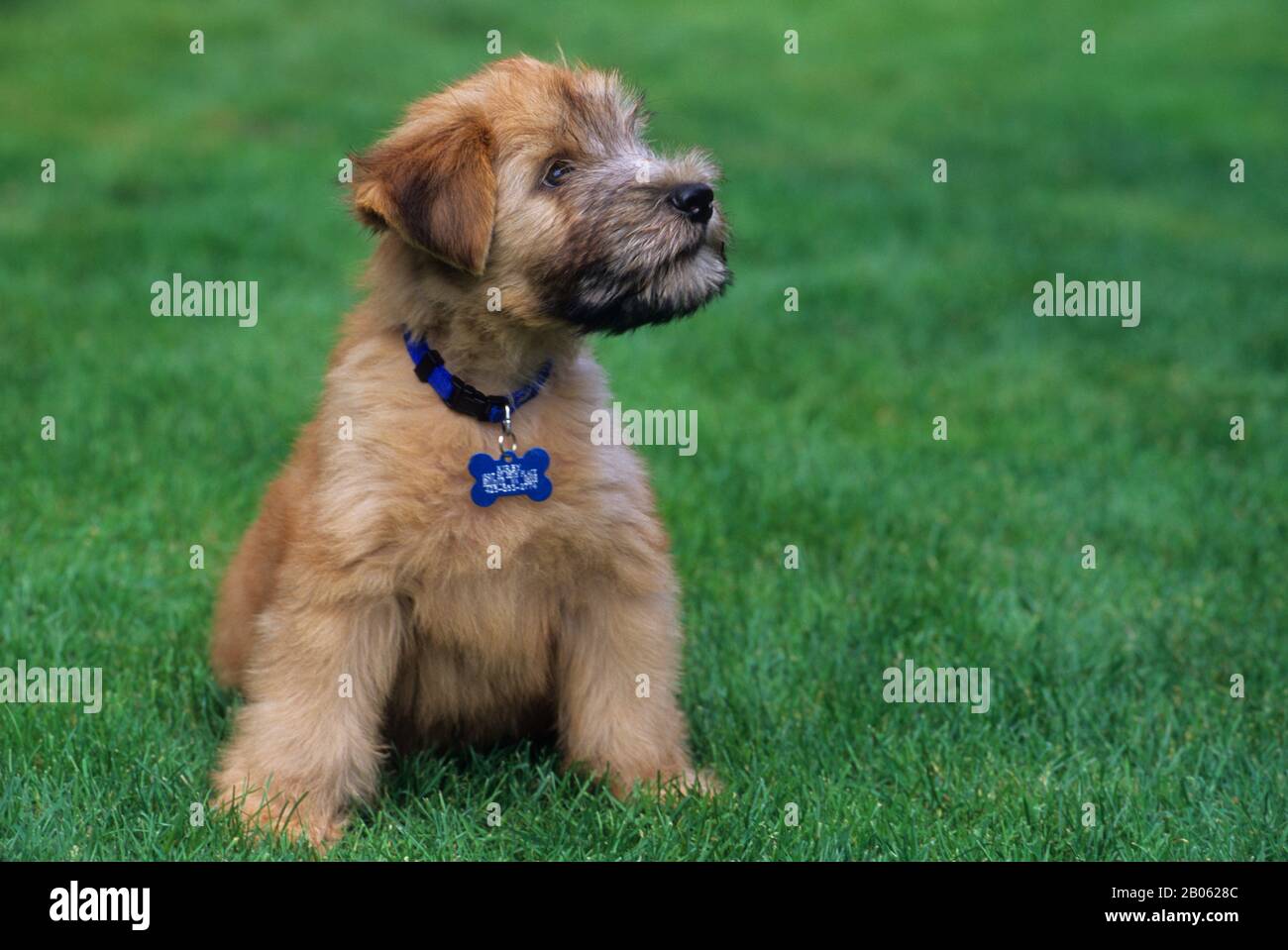 ÉTATS-UNIS, WHEATEN TERRIER À REVÊTEMENT DOUX DE 10 SEMAINES Banque D'Images