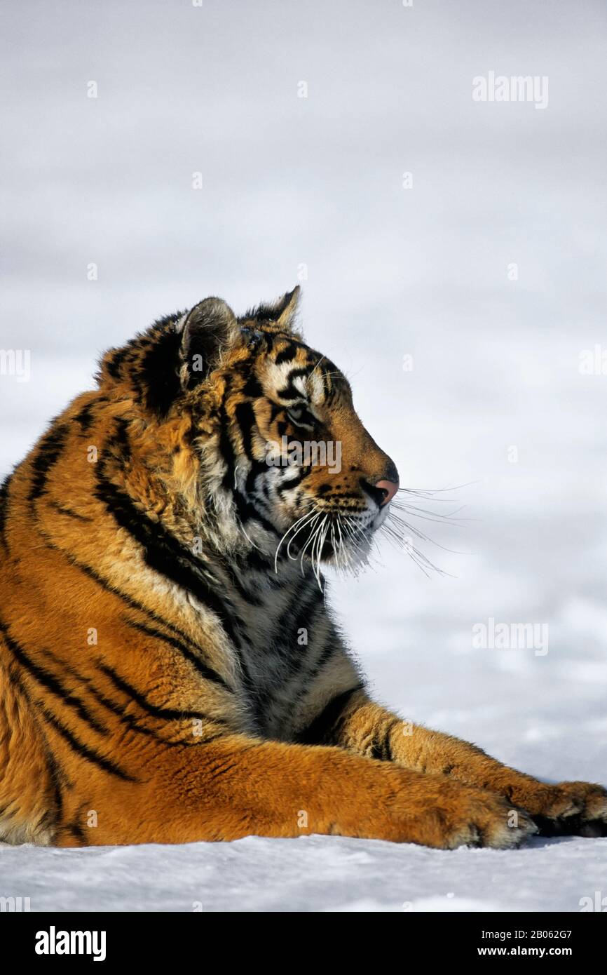 TIGRE DE SIBÉRIE (PANTHERA TIGRE ALTAICA) SUR NEIGE Banque D'Images TIGRE DE SIBÉRIE (PANTHERA TIGRE ALTAICA) SUR NEIGE Banque D'Images