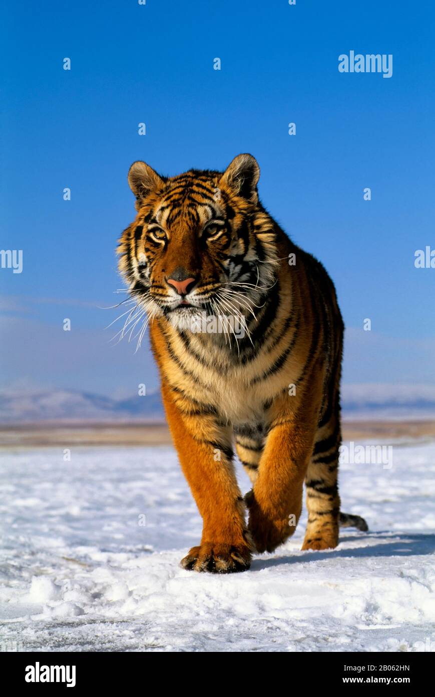 TIGRE DE SIBÉRIE (PANTHERA TIGRE ALTAICA) SUR NEIGE Banque D'Images TIGRE DE SIBÉRIE (PANTHERA TIGRE ALTAICA) SUR NEIGE Banque D'Images