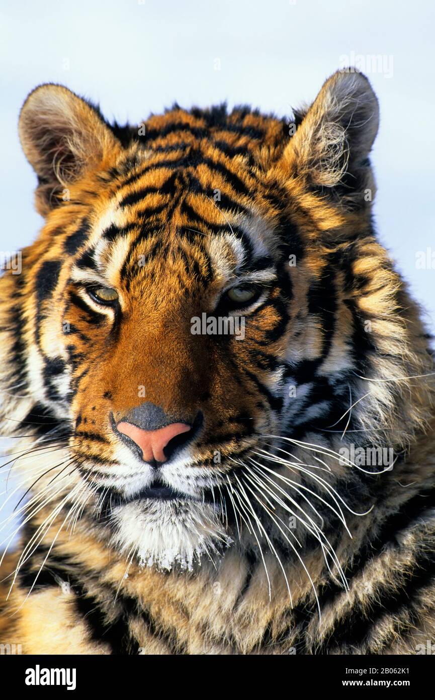 TIGRE DE SIBÉRIE (PANTHERA TIGRE ALTAICA) SUR NEIGE, GROS PLAN Banque D'Images TIGRE DE SIBÉRIE (PANTHERA TIGRE ALTAICA) SUR NEIGE, GROS PLAN Banque D'Images