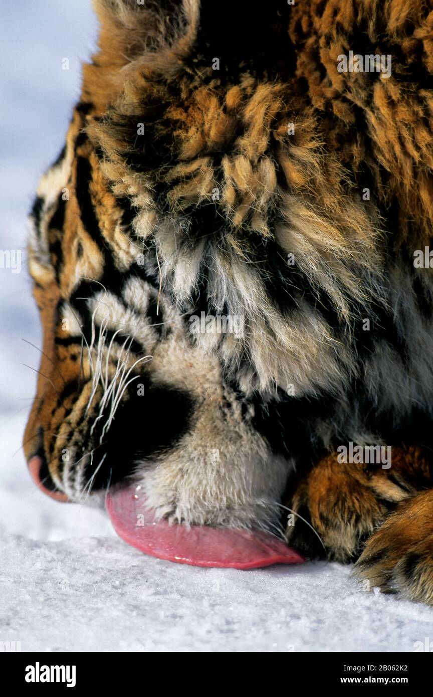 TIGRE DE SIBÉRIE (PANTHERA TIGRE ALTAICA) SUR NEIGE, GROS PLAN, NEIGE LICHÉE Banque D'Images TIGRE DE SIBÉRIE (PANTHERA TIGRE ALTAICA) SUR NEIGE, GROS PLAN, NEIGE LICHÉE Banque D'Images