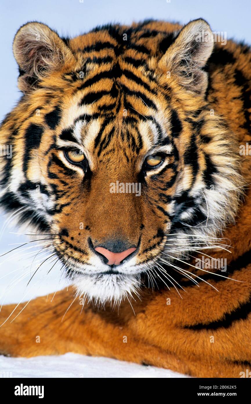 TIGRE DE SIBÉRIE (PANTHERA TIGRE ALTAICA) SUR NEIGE, GROS PLAN Banque D'Images TIGRE DE SIBÉRIE (PANTHERA TIGRE ALTAICA) SUR NEIGE, GROS PLAN Banque D'Images