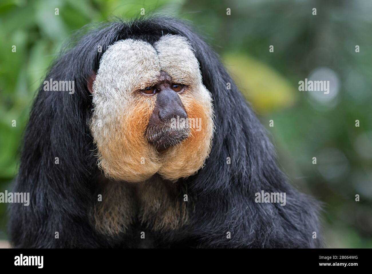 Portrait du singe saki à visage blanc (Pithecia pithia) Banque D'Images
