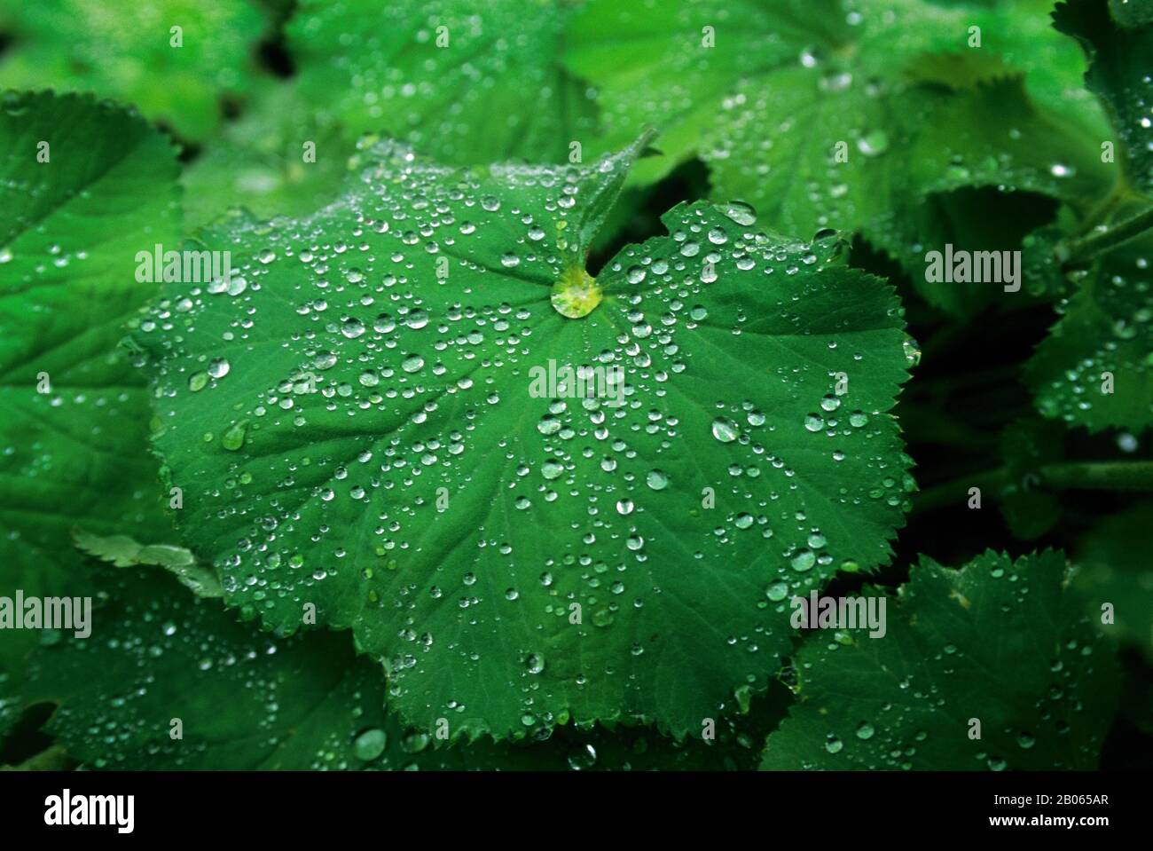ÉTATS-UNIS, ALASKA, JUNEAU, GOUTTES DE PLUIE SUR LA FEUILLE VERTE Banque D'Images