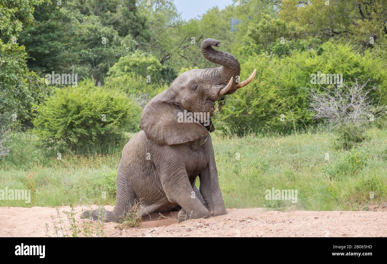 Le jeune taureau d'éléphant d'Afrique s'agenouillant dans un lit de rivière avec sa tête relevée à l'image des cieux en format horizontal Banque D'Images