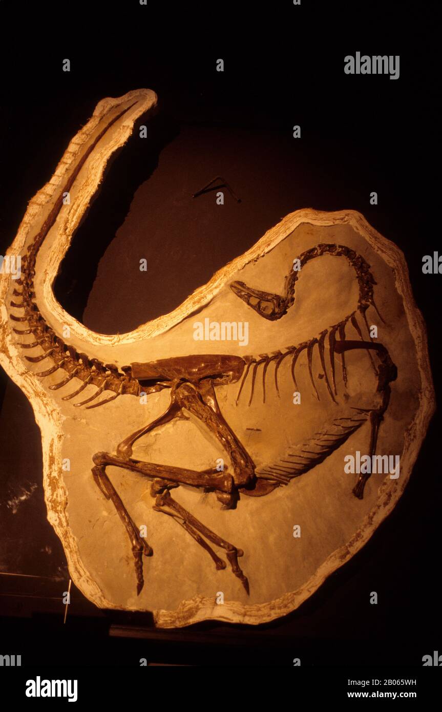 CANADA, ALBERTA, DRUMHELLER, ROYAL TYRRELL MUSEUM, INTÉRIEUR, SQUELETTE DE DINOSAURE, ORNITHOMIMUS Banque D'Images