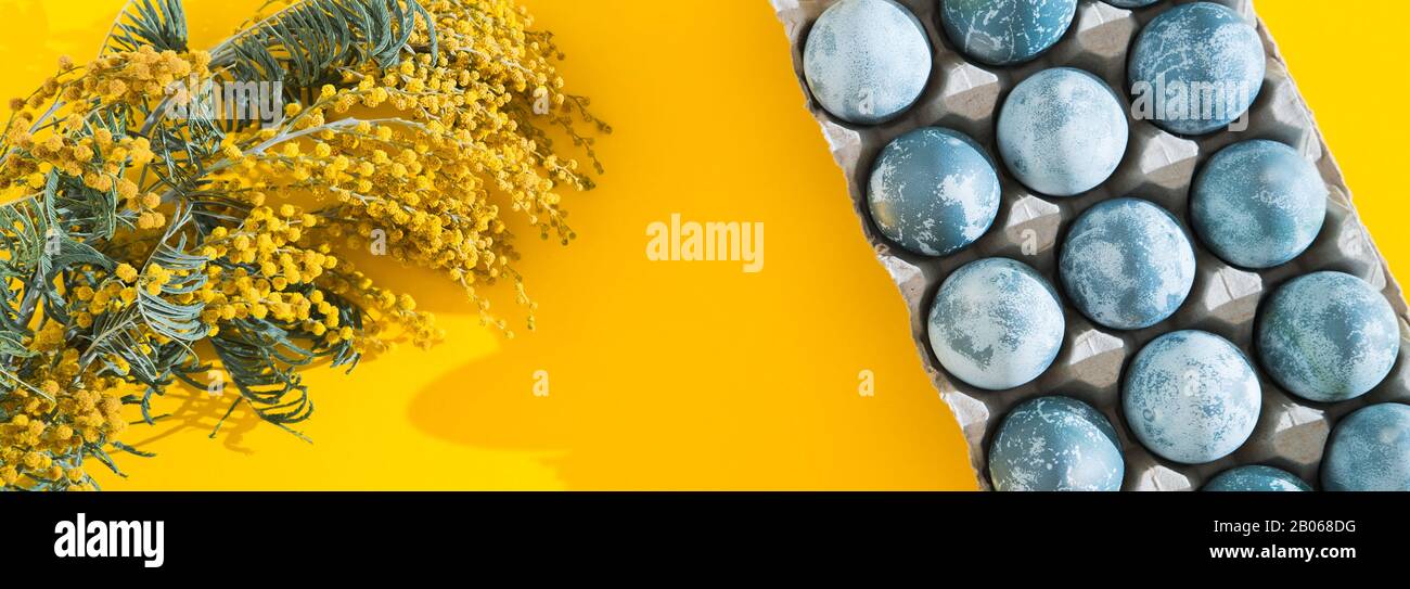 Œufs de Pâques de couleur bleue dans une boîte et fleurs mimosa sur fond jaune vif de vacances. Concept de vacances de printemps. Copyspace. Plat Banque D'Images