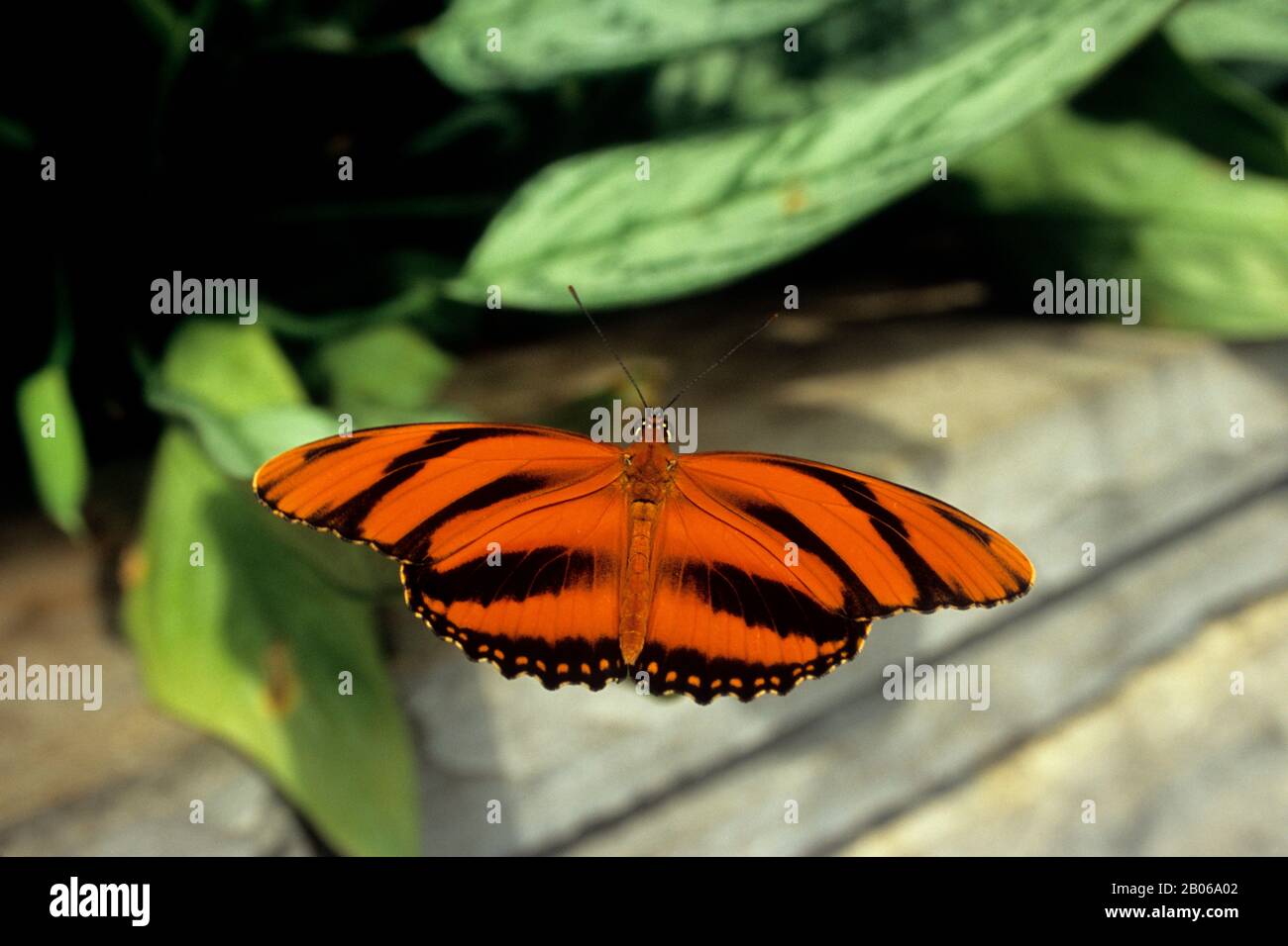 CANADA ONTARIO CHUTES DU NIAGARA, CONSERVATOIRE DE PAPILLONS, LONGWING DE TIGRE ORANGE, DRYADULA PHAETUSA Banque D'Images